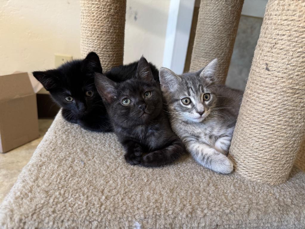 Flo, a Adoptable mixed breed in Cambria, CA image 3/5