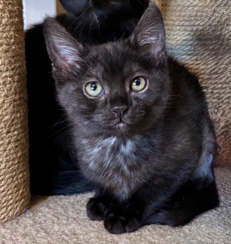 Flo, a Adoptable mixed breed in Cambria, CA image 5/5