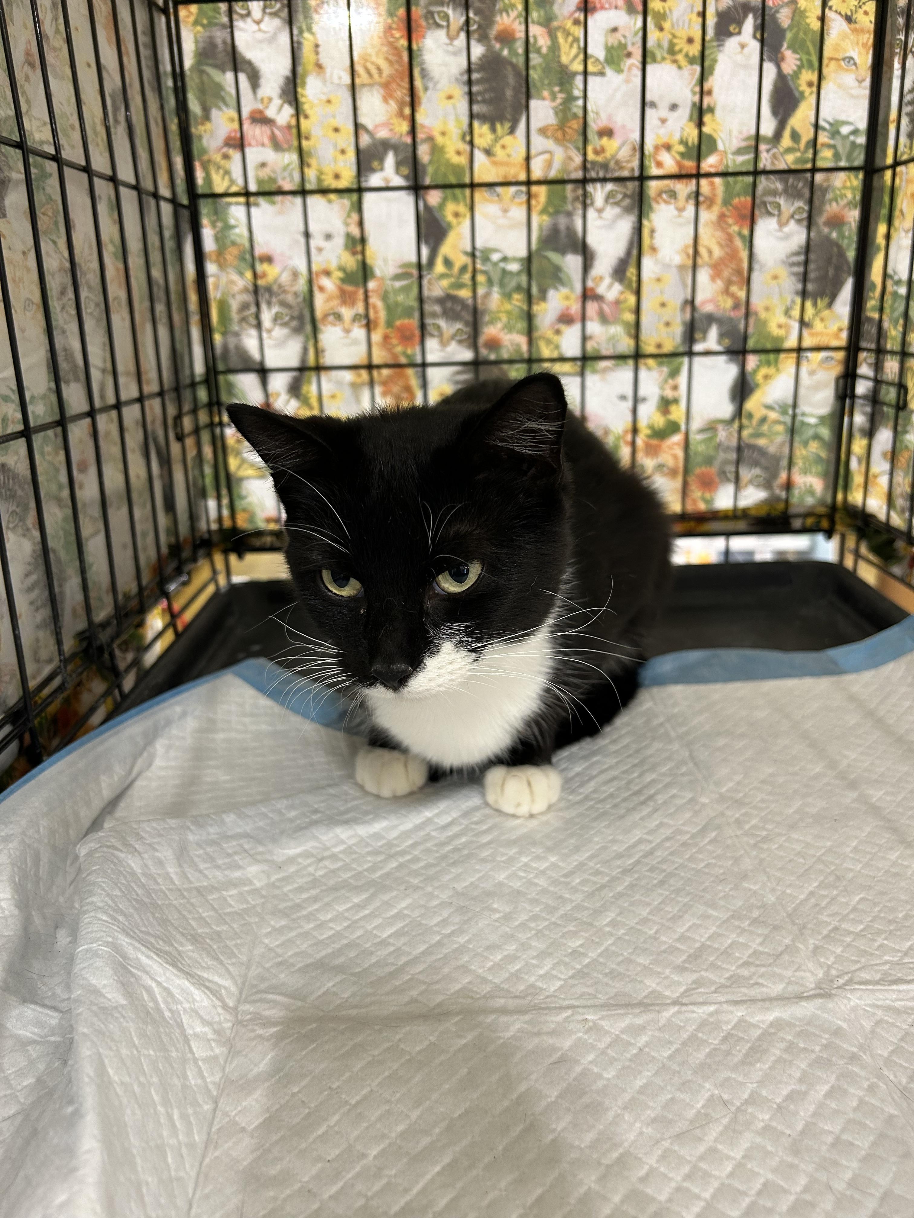 Regina, a Adoptable Tuxedo in Bridgeton, NC image 3/3