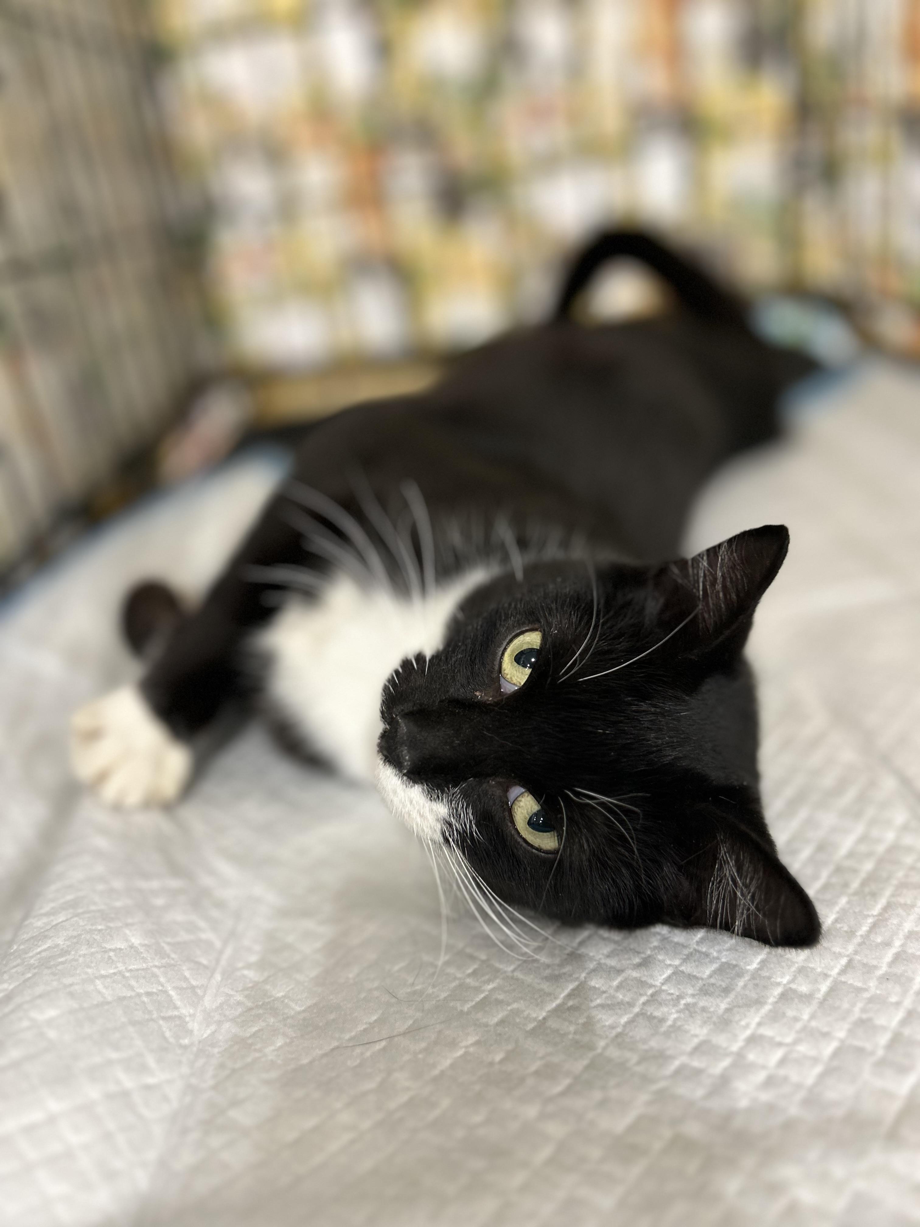 Regina, a Adoptable Tuxedo in Bridgeton, NC image 1/3