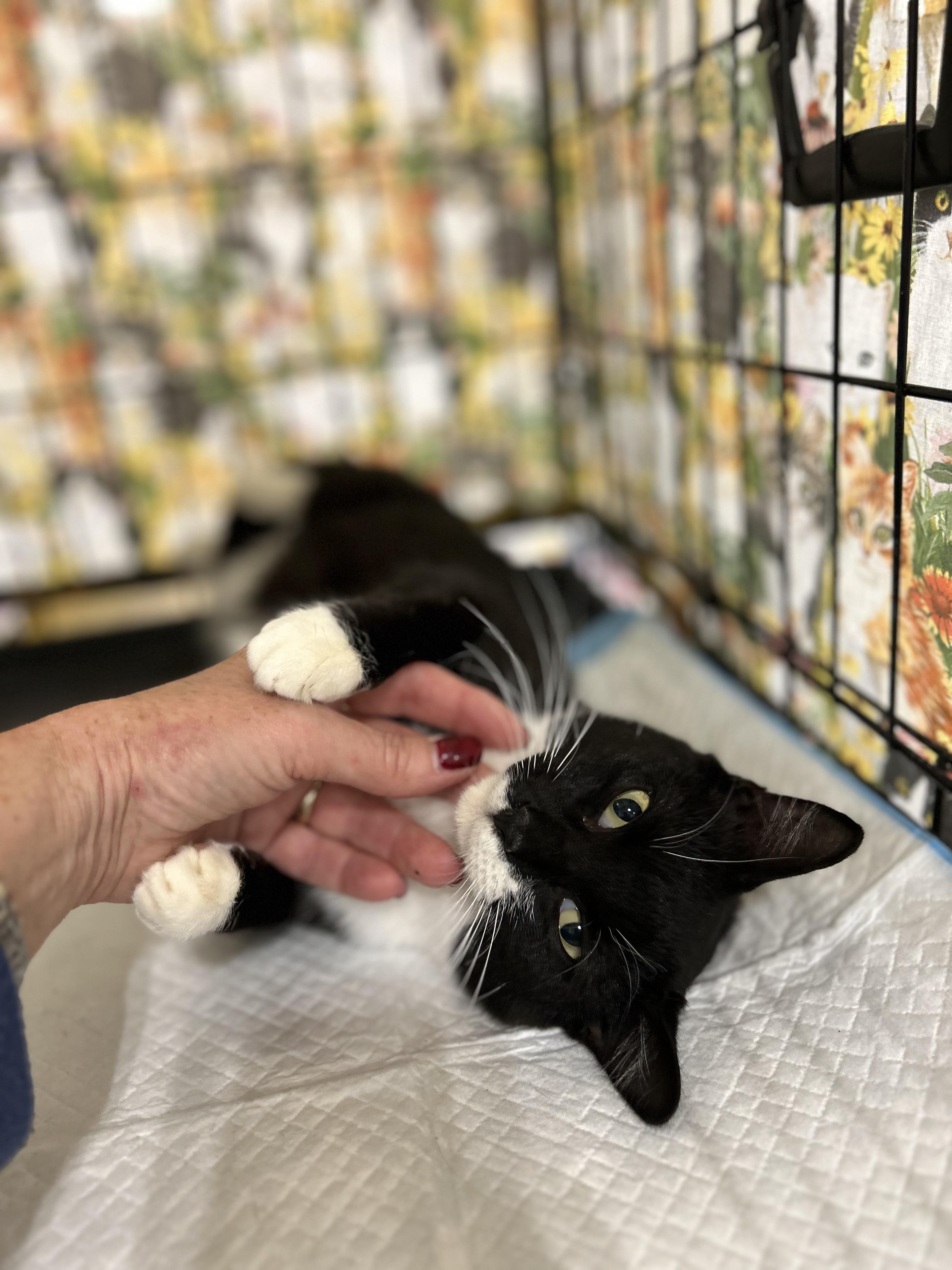 Regina, a Adoptable Tuxedo in Bridgeton, NC image 2/3