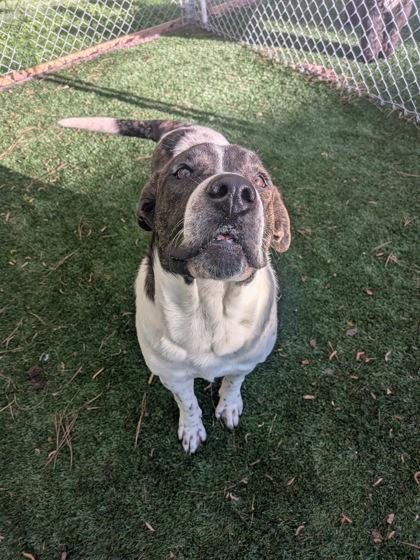 Enlarge Flokie, a Adoptable mixed breed in Louisburg, NC image 1/1
