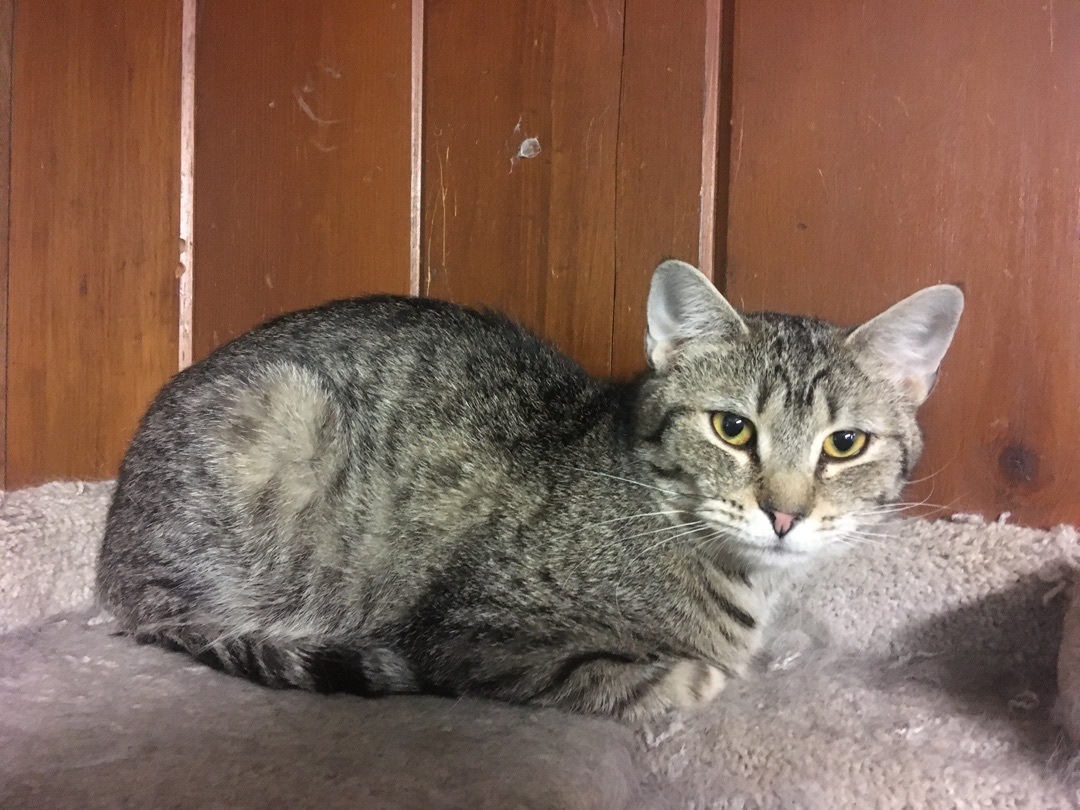 Mary, a Adoptable mixed breed in Olean , NY image 2/4