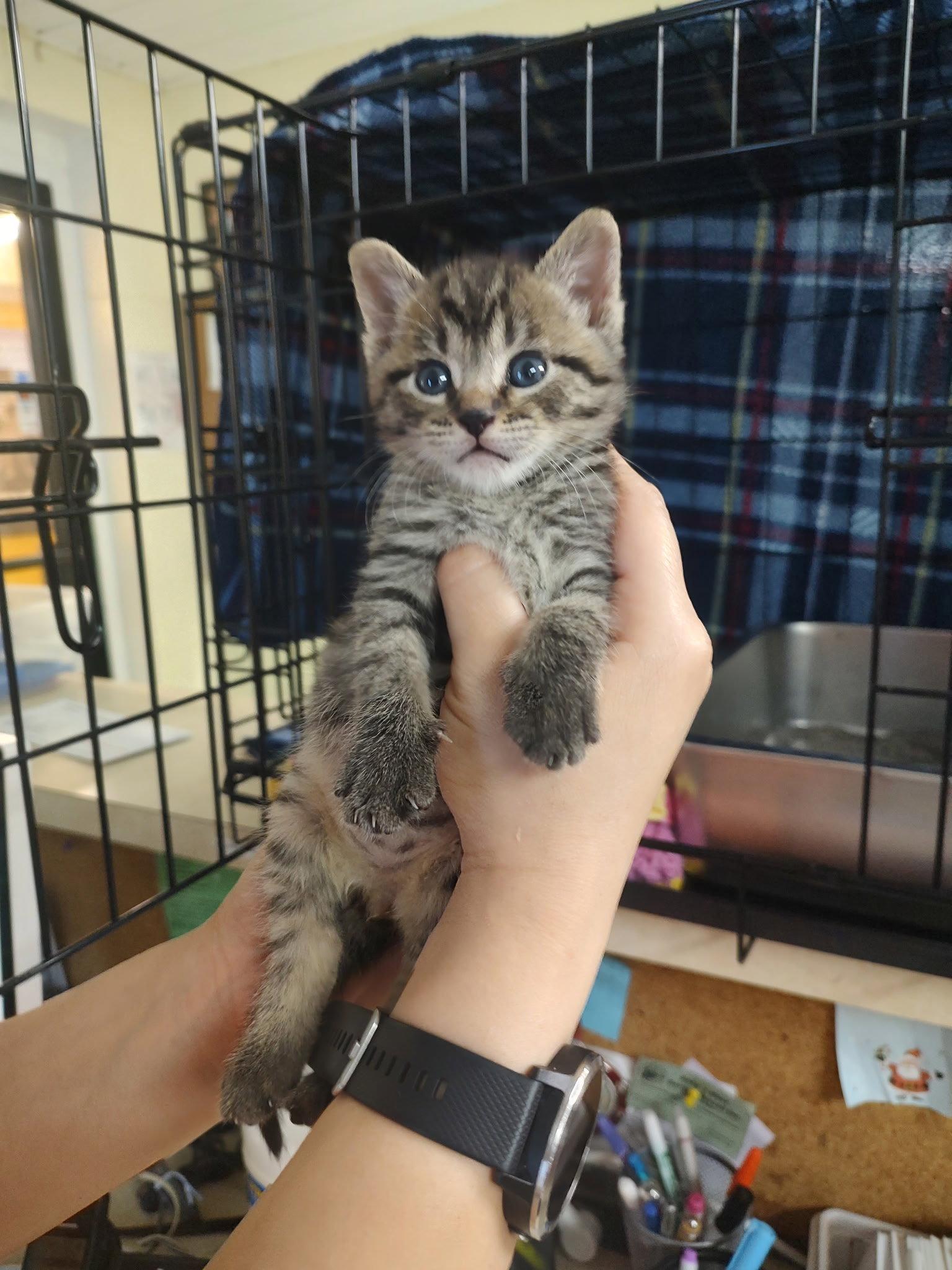 Eris (In Foster), Adoptable, Kitten Male Domestic Short Hair.