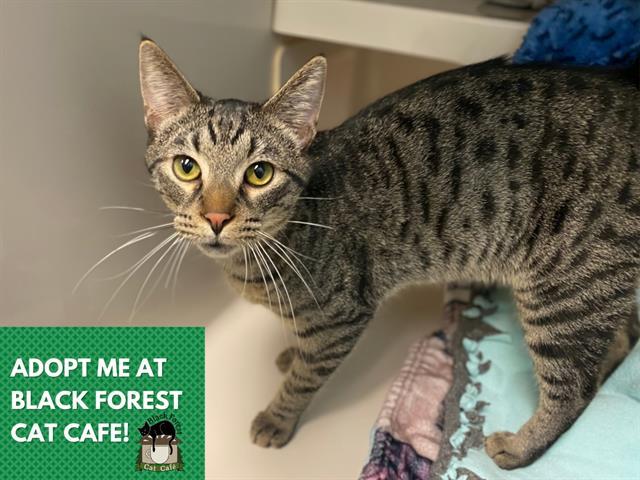 DIEGO, Adoptable, Young Male Domestic Short Hair.