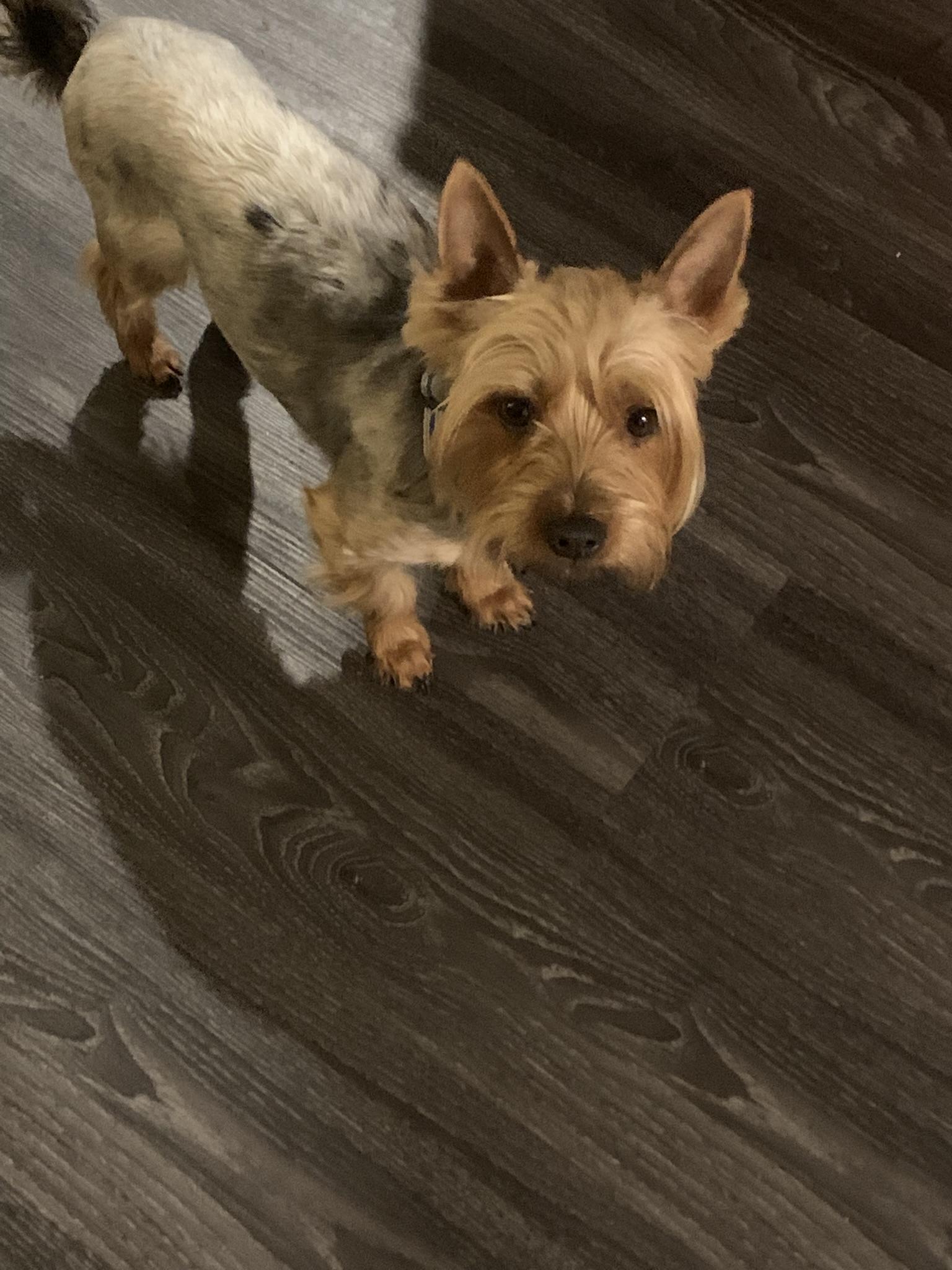 Enlarge Billie, a Adopted Silky Terrier in Blacksburg, VA image 1/2
