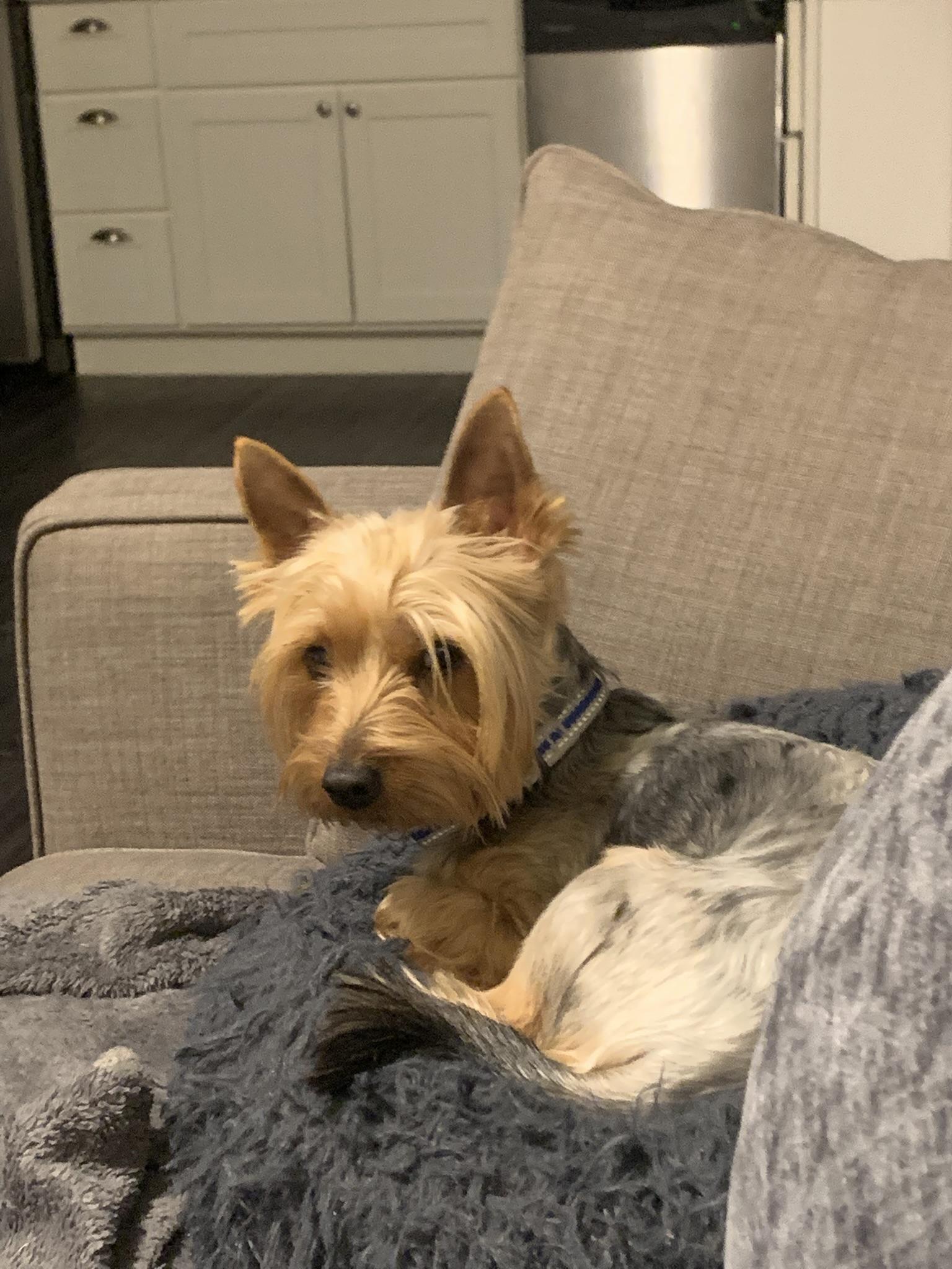 Enlarge Billie, a Adopted Silky Terrier in Blacksburg, VA image 2/2