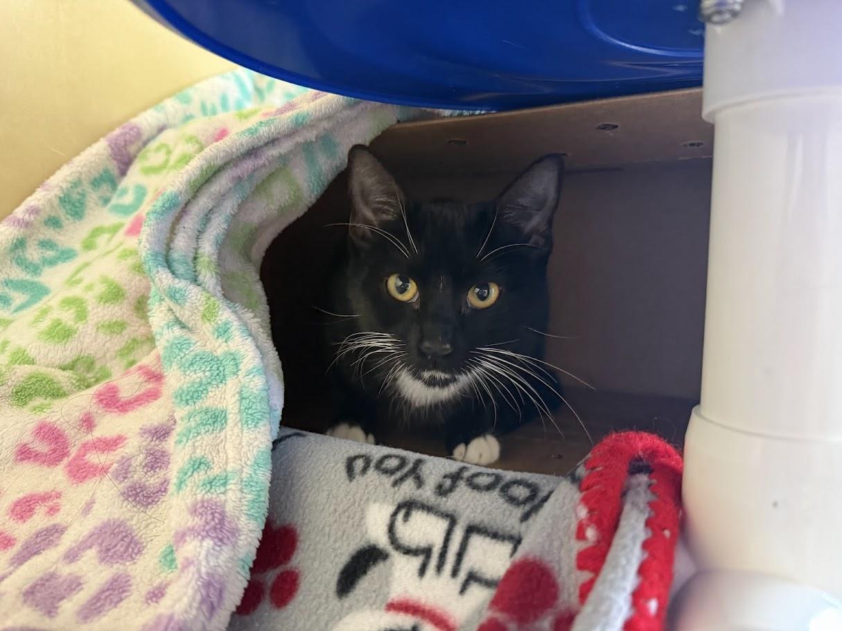 Enlarge Oreo, a ADOPTABLE Domestic Short Hair in Berkeley, CA image 2/3
