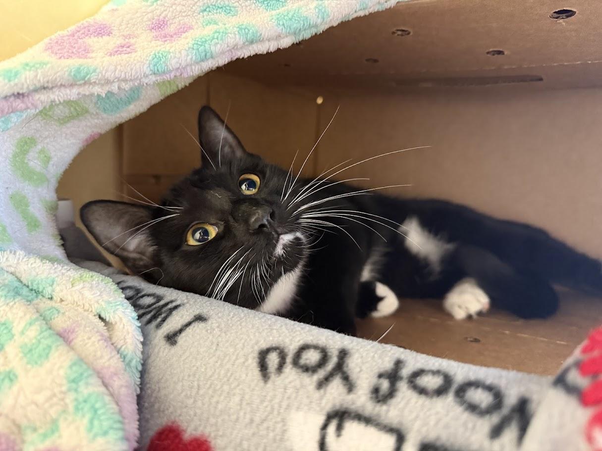 Enlarge Oreo, a ADOPTABLE Domestic Short Hair in Berkeley, CA image 3/3
