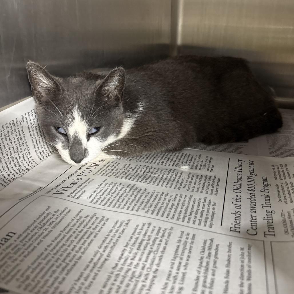 Enlarge Firecracker, a Adoptable Domestic Short Hair in Pauls Valley, OK image 1/1
