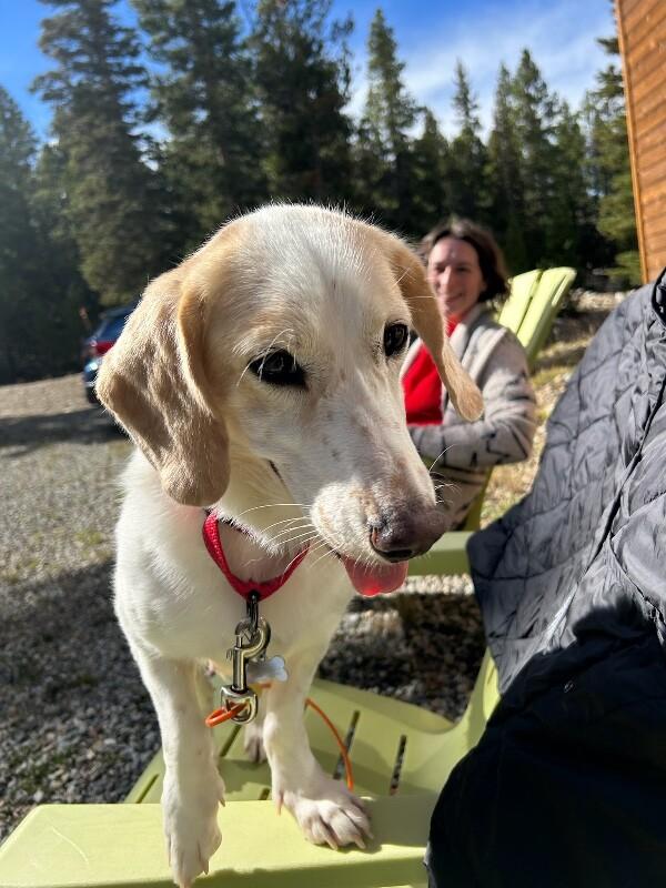 Lemon, Adopted, Young Female Basset Hound & Beagle.