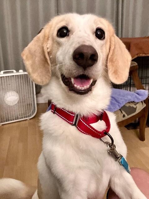 Enlarge Lemon, a Adopted mixed breed in Boulder, CO image 2/6
