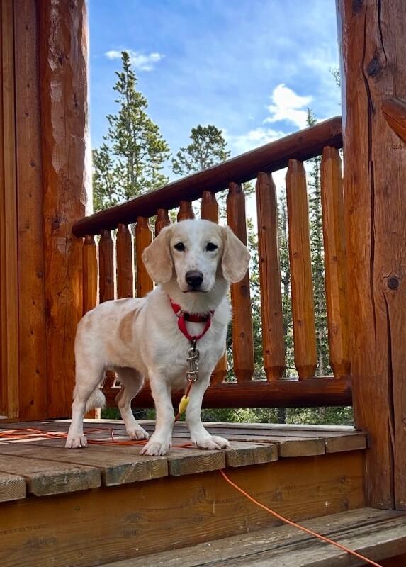 Enlarge Lemon, a Adopted mixed breed in Boulder, CO image 3/6