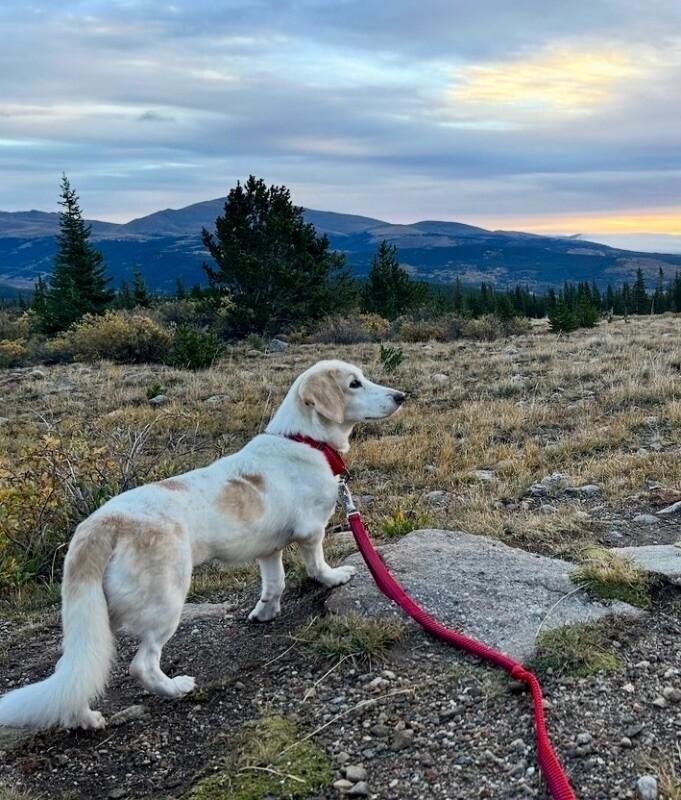Enlarge Lemon, a Adopted mixed breed in Boulder, CO image 4/6