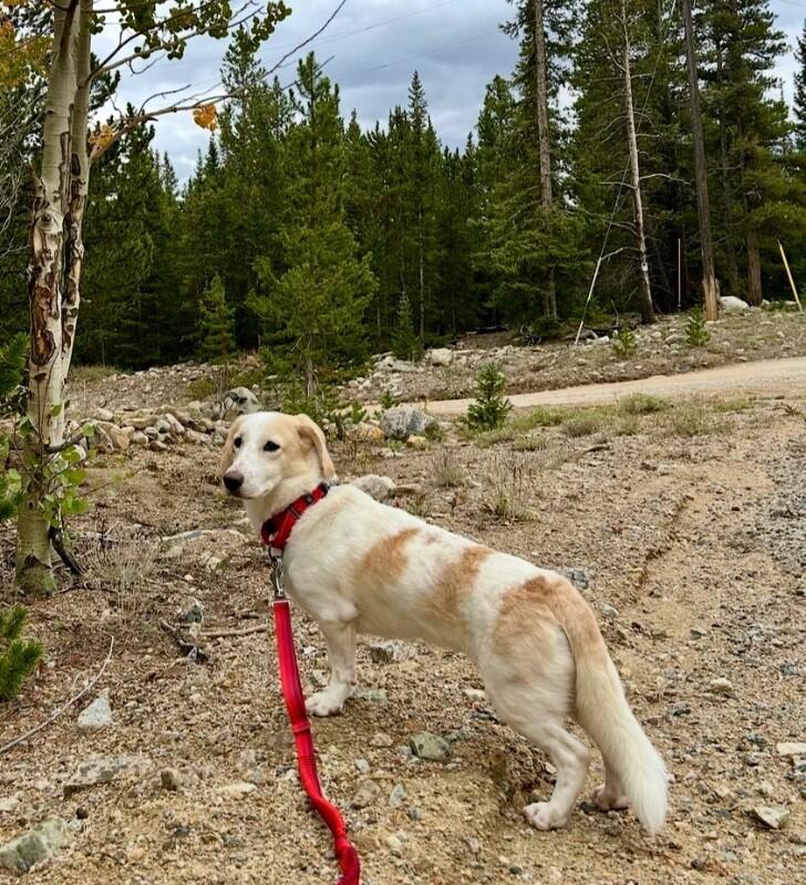 Enlarge Lemon, a Adopted mixed breed in Boulder, CO image 5/6