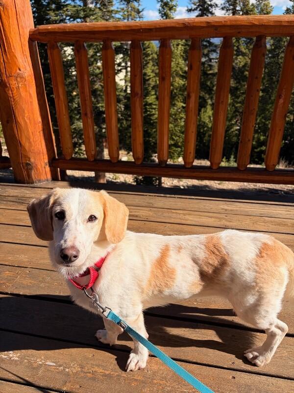 Enlarge Lemon, a Adopted mixed breed in Boulder, CO image 6/6