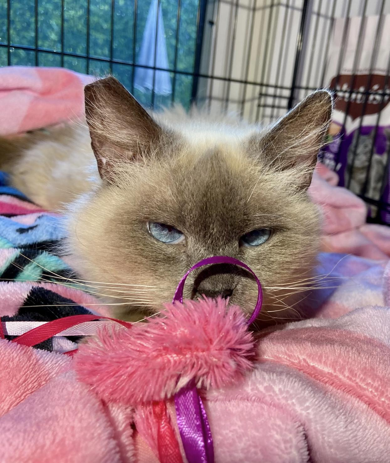 Enlarge Violet, a Adoptable mixed breed in Inglewood, CA image 4/6