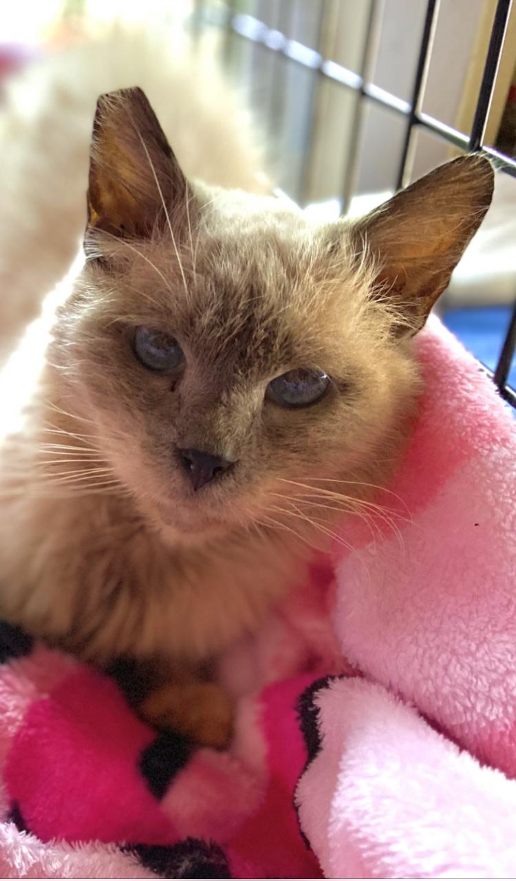 Violet, Adoptable, Senior Female Siamese & Domestic Long Hair.