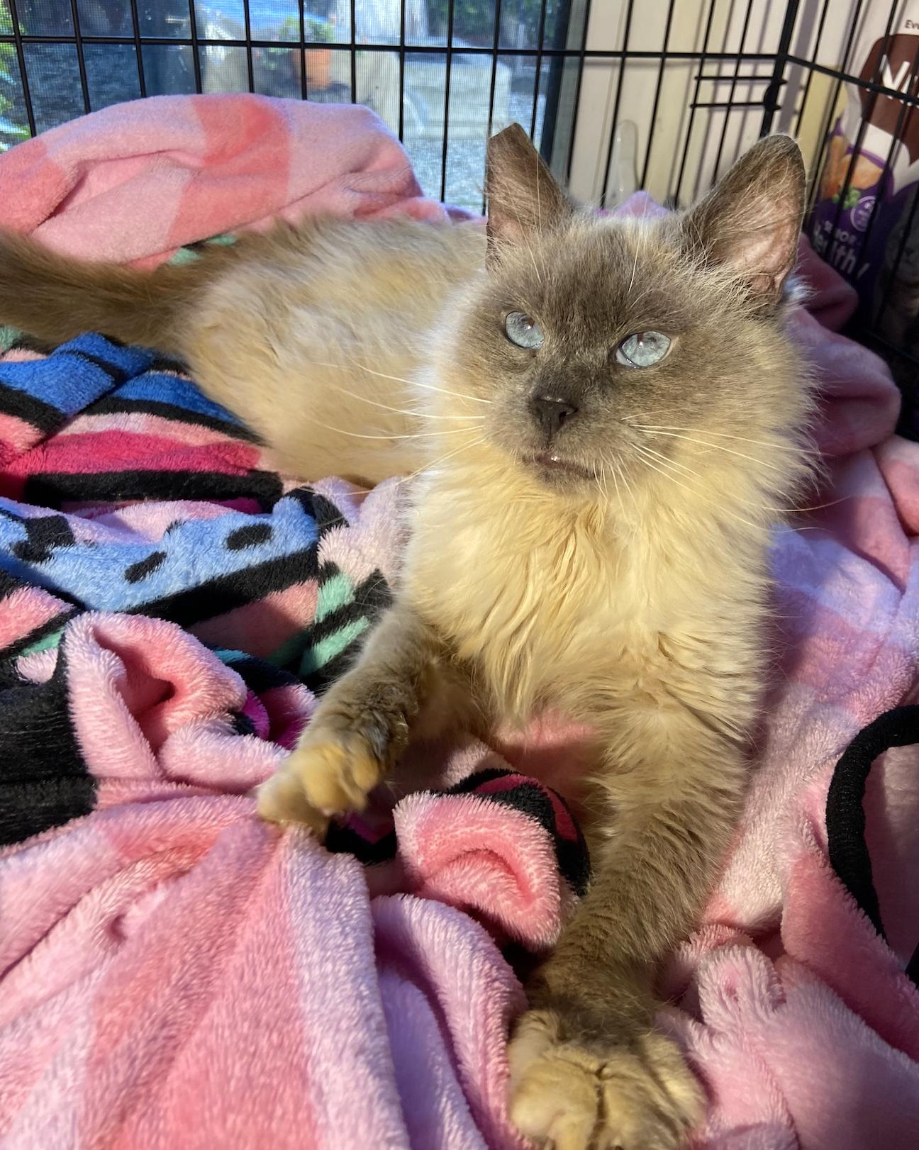 Enlarge Violet, a Adoptable mixed breed in Inglewood, CA image 5/6