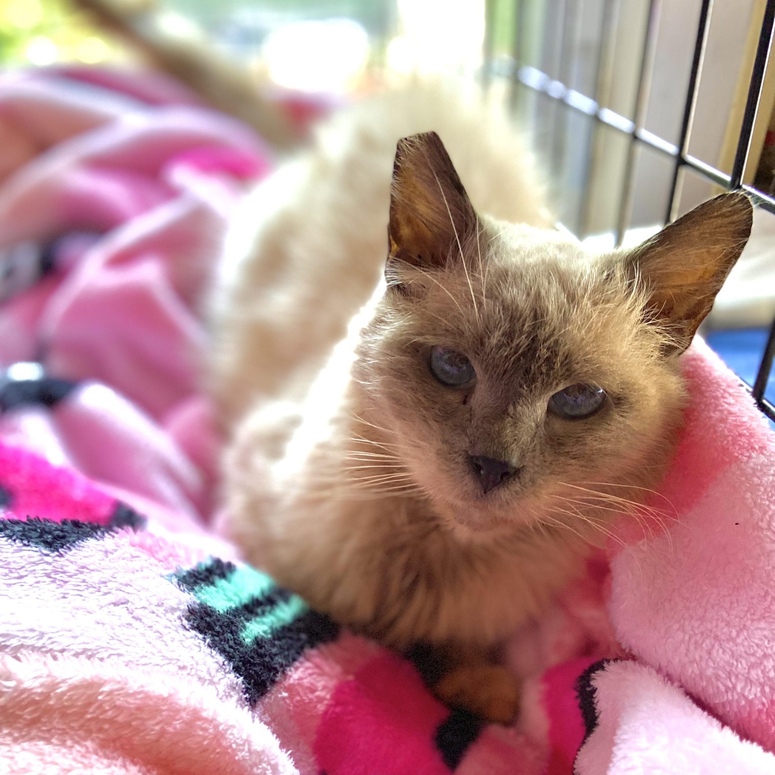 Enlarge Violet, a Adoptable mixed breed in Inglewood, CA image 3/6