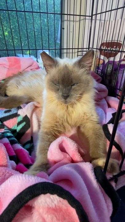 Enlarge Violet, a Adoptable mixed breed in Inglewood, CA video 2/6