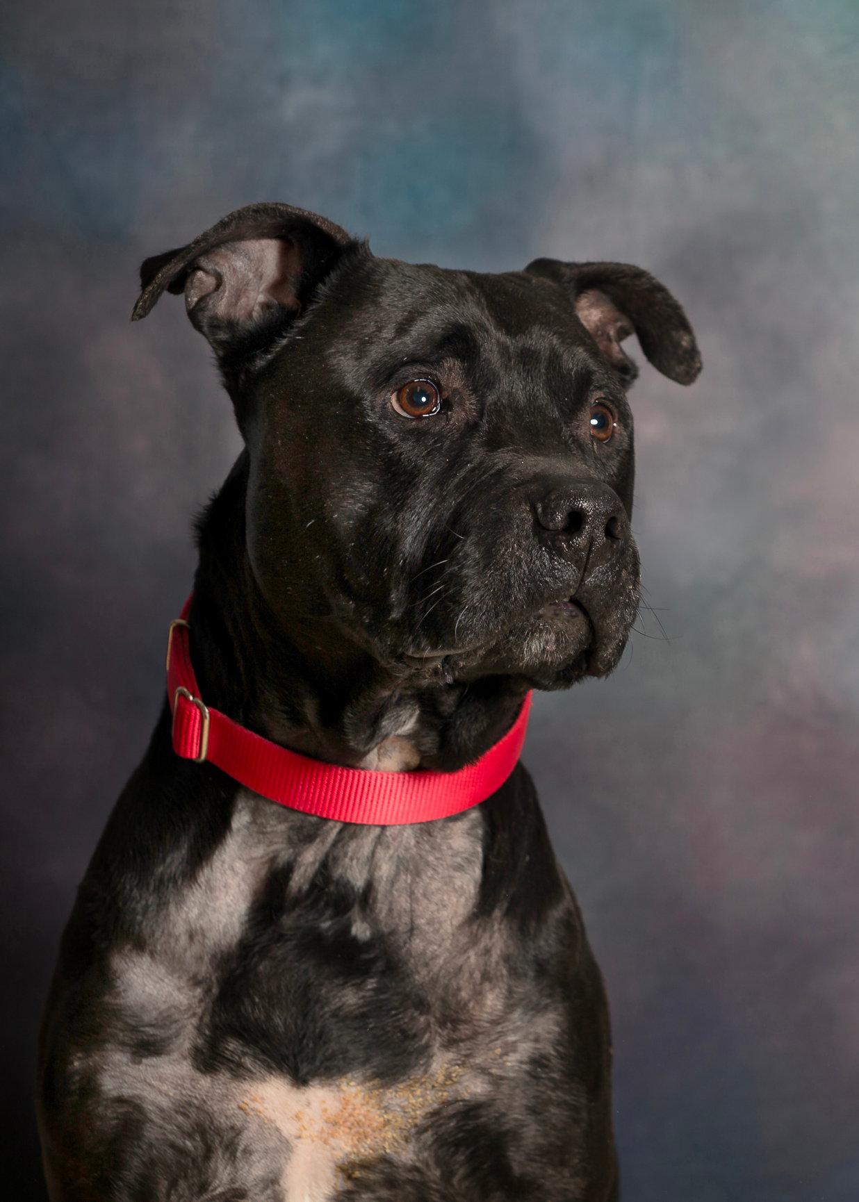Enlarge Frankie, an adoptable Pit Bull Terrier in Seville, OH image 4/6