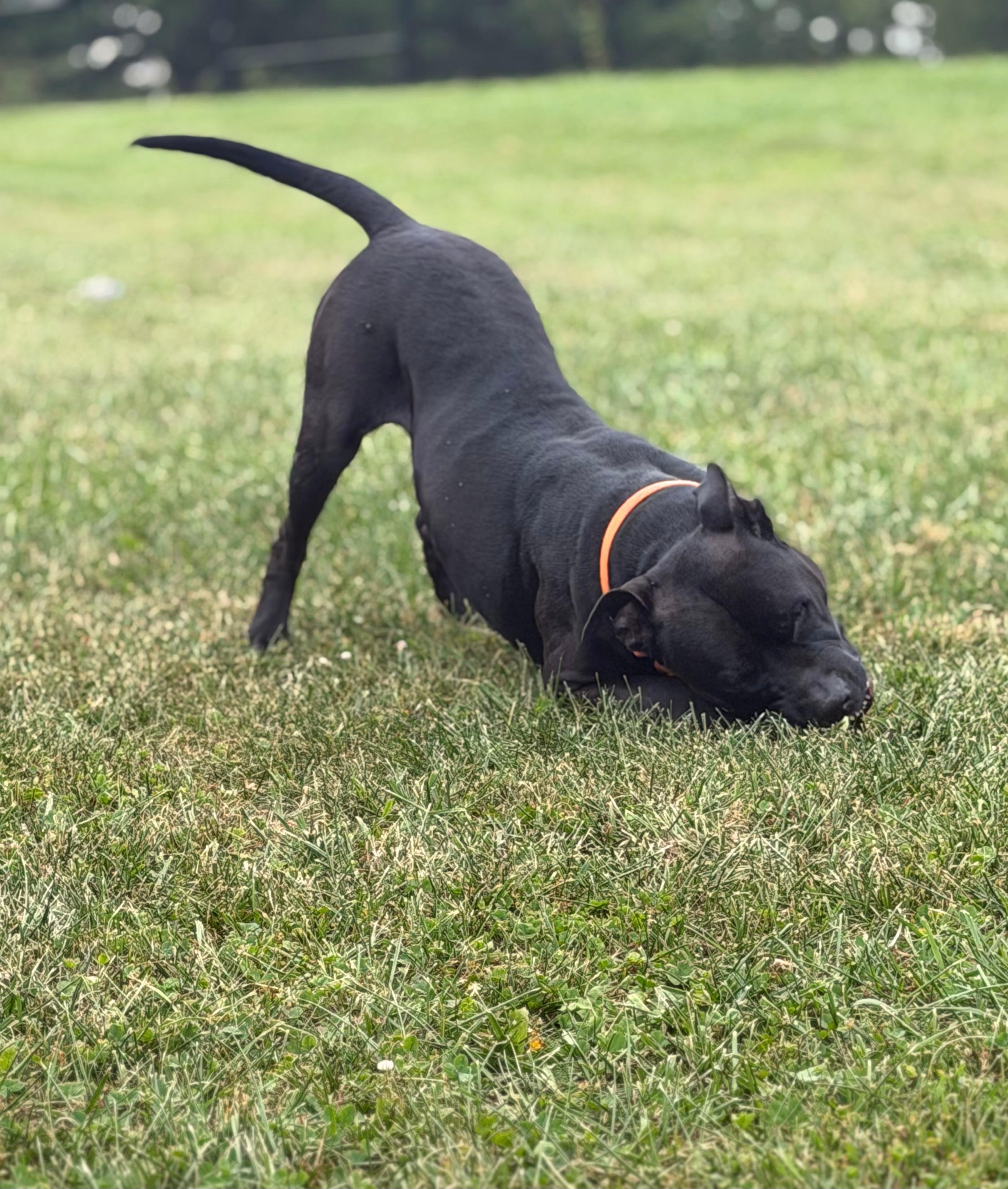 Enlarge Frankie, an adoptable Pit Bull Terrier in Seville, OH image 5/6