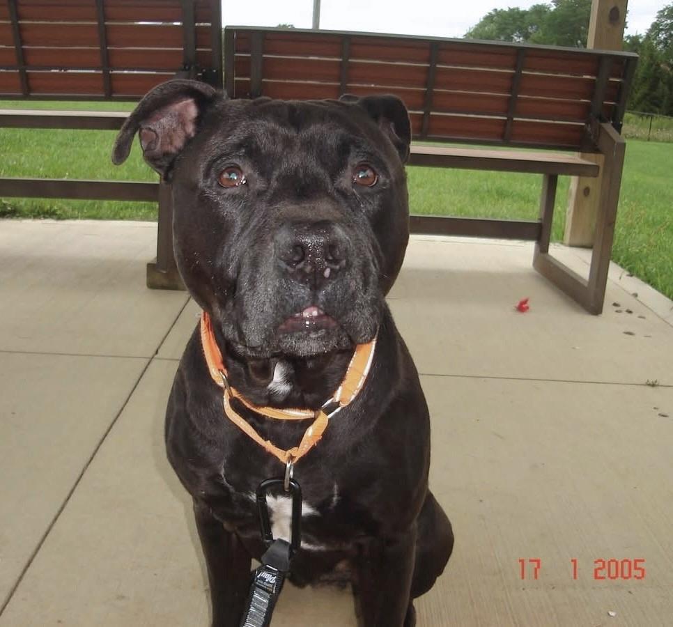 Enlarge Frankie, an adoptable Pit Bull Terrier in Seville, OH image 2/6