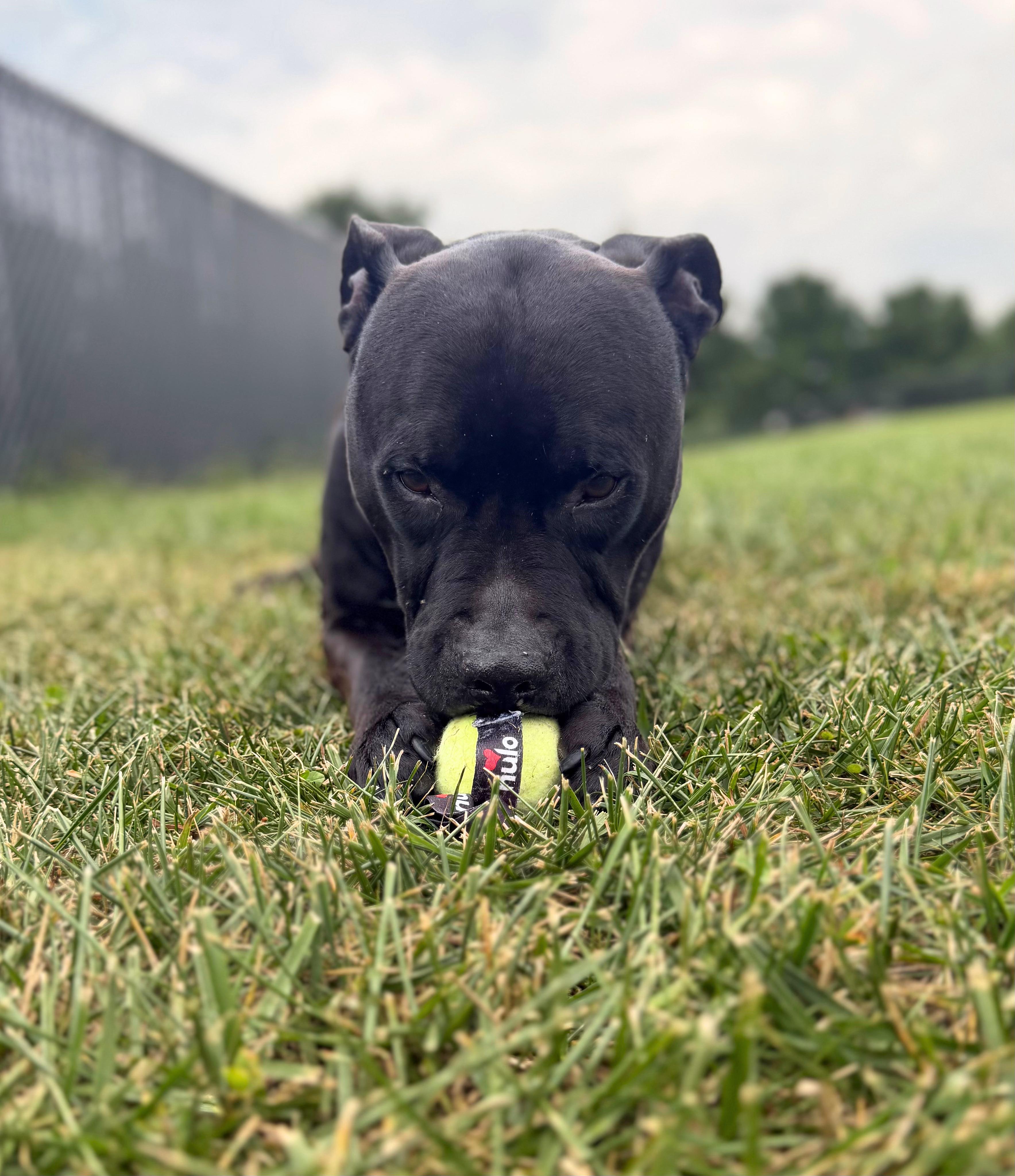 Enlarge Frankie, an adoptable Pit Bull Terrier in Seville, OH image 6/6