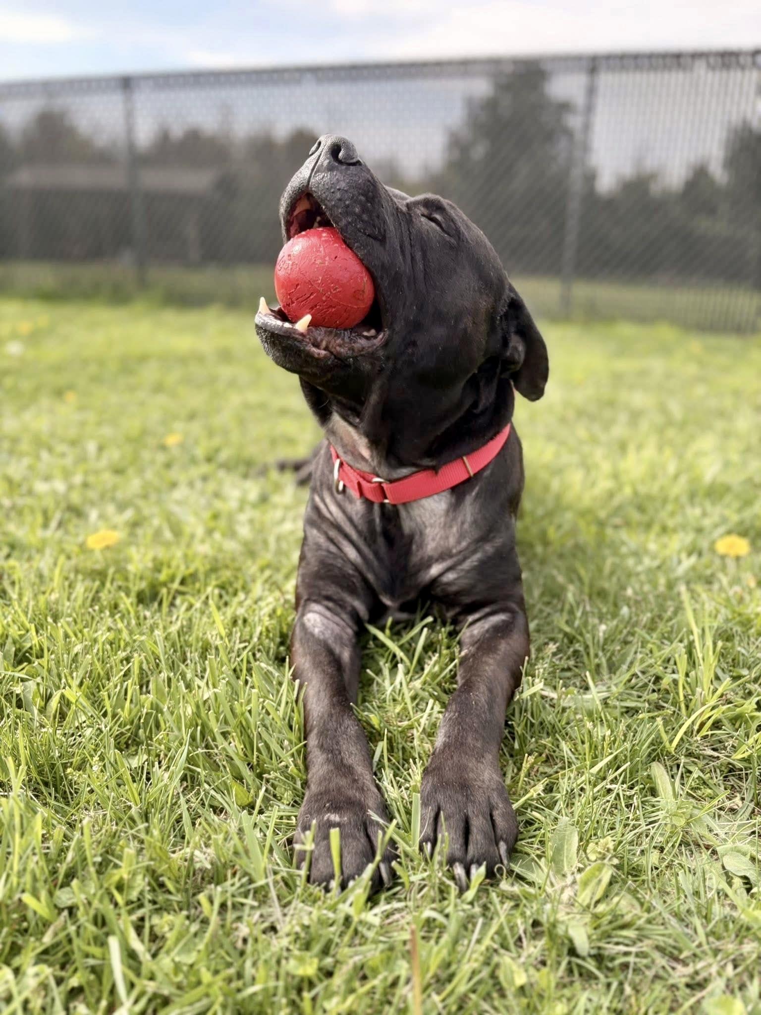 Enlarge Frankie, an adoptable Pit Bull Terrier in Seville, OH image 3/6