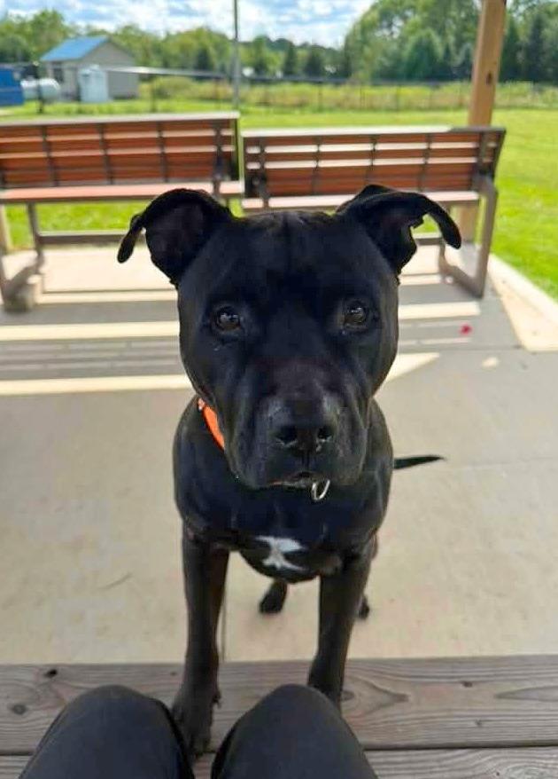 Frankie, adoptable, Adult Male Pit Bull Terrier.