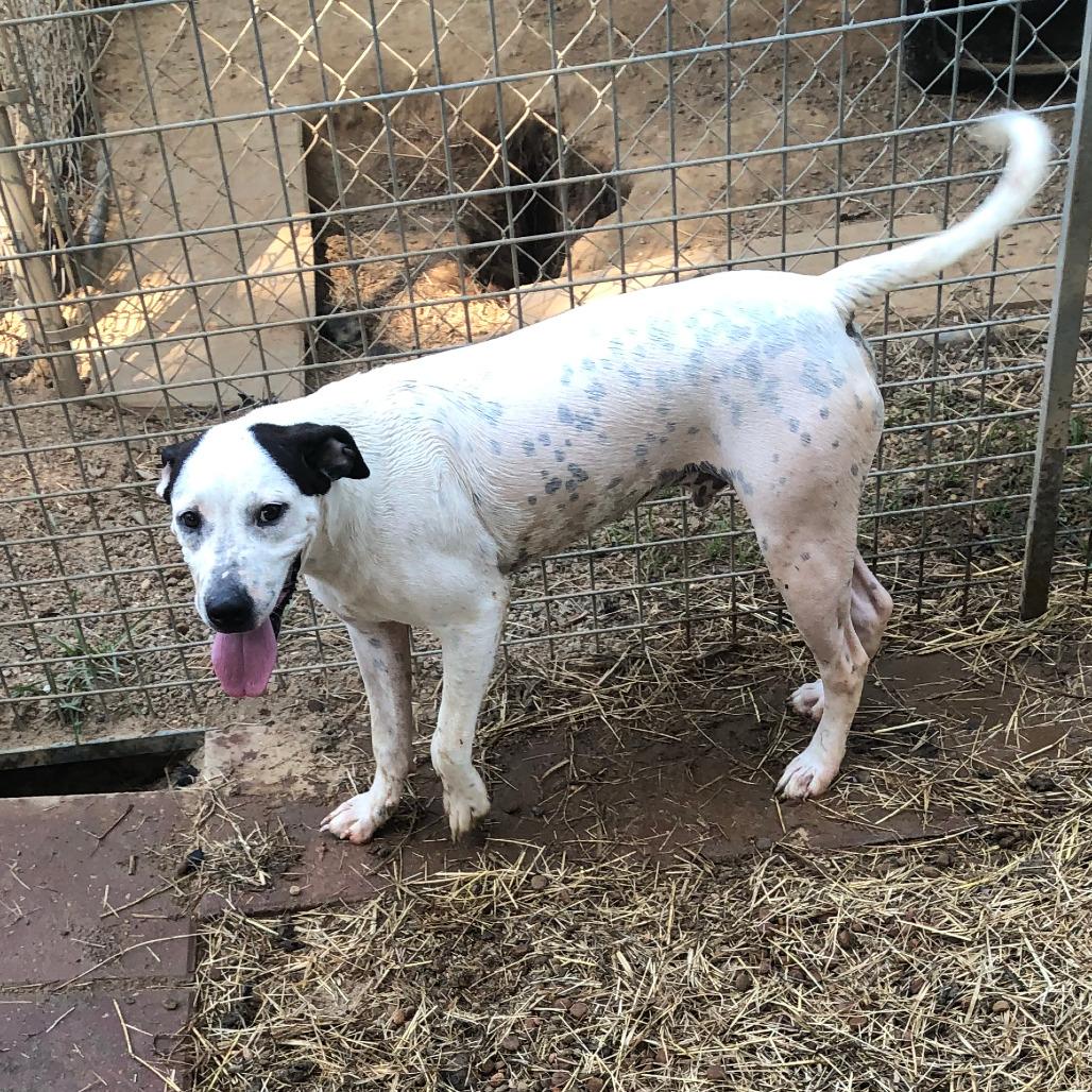 Domino, Adoptable, Adult Male Mixed Breed.