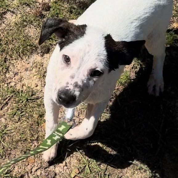 Enlarge Domino, a Adoptable Mixed Breed in Jena, LA image 2/3