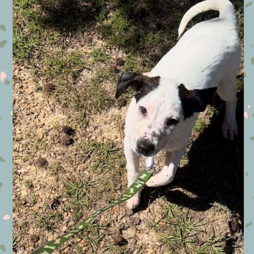 Enlarge Domino, a Adoptable Mixed Breed in Jena, LA image 3/3