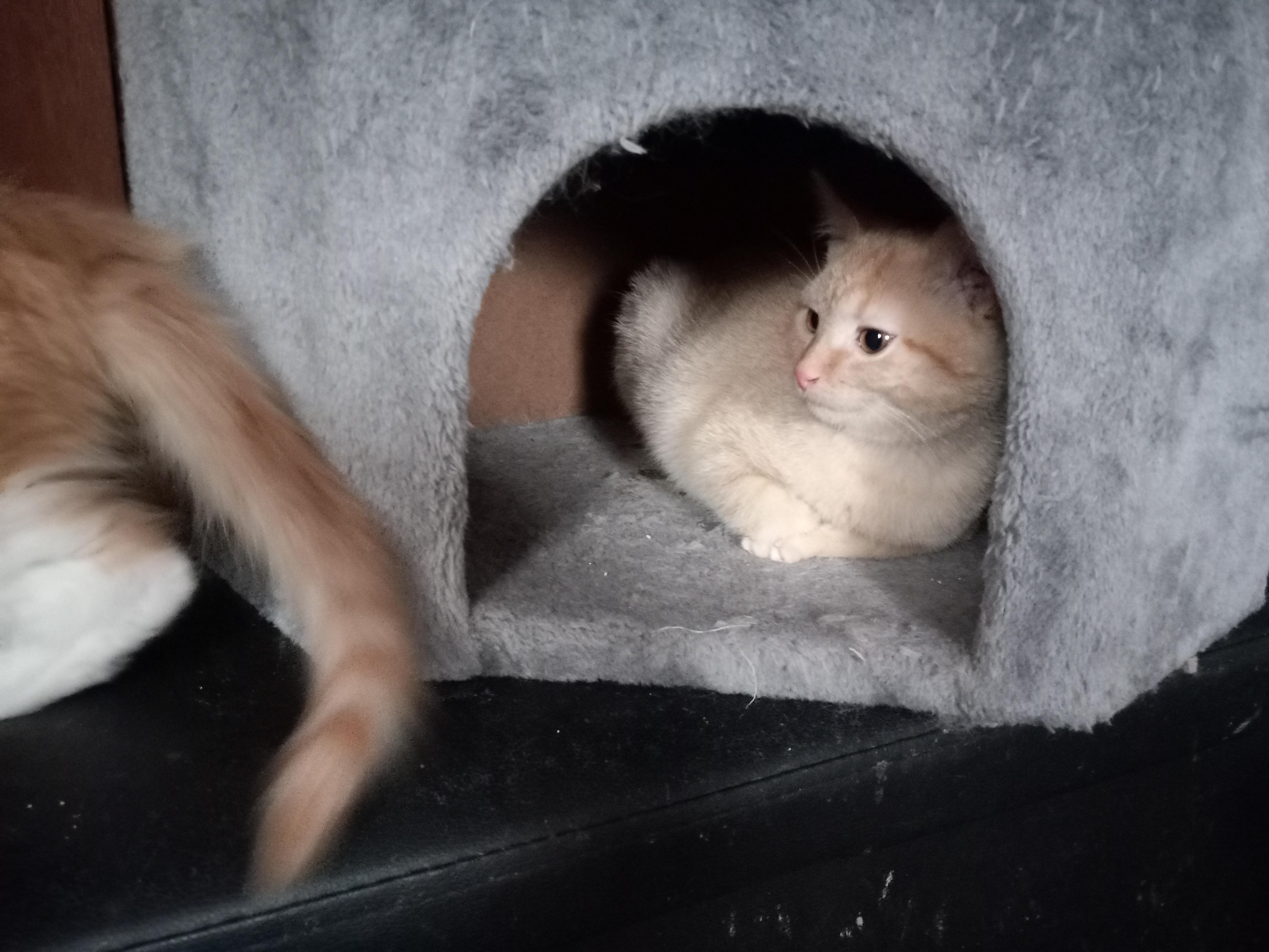 Enlarge Fera, a Adopted Domestic Short Hair in Midland, MI image 3/5