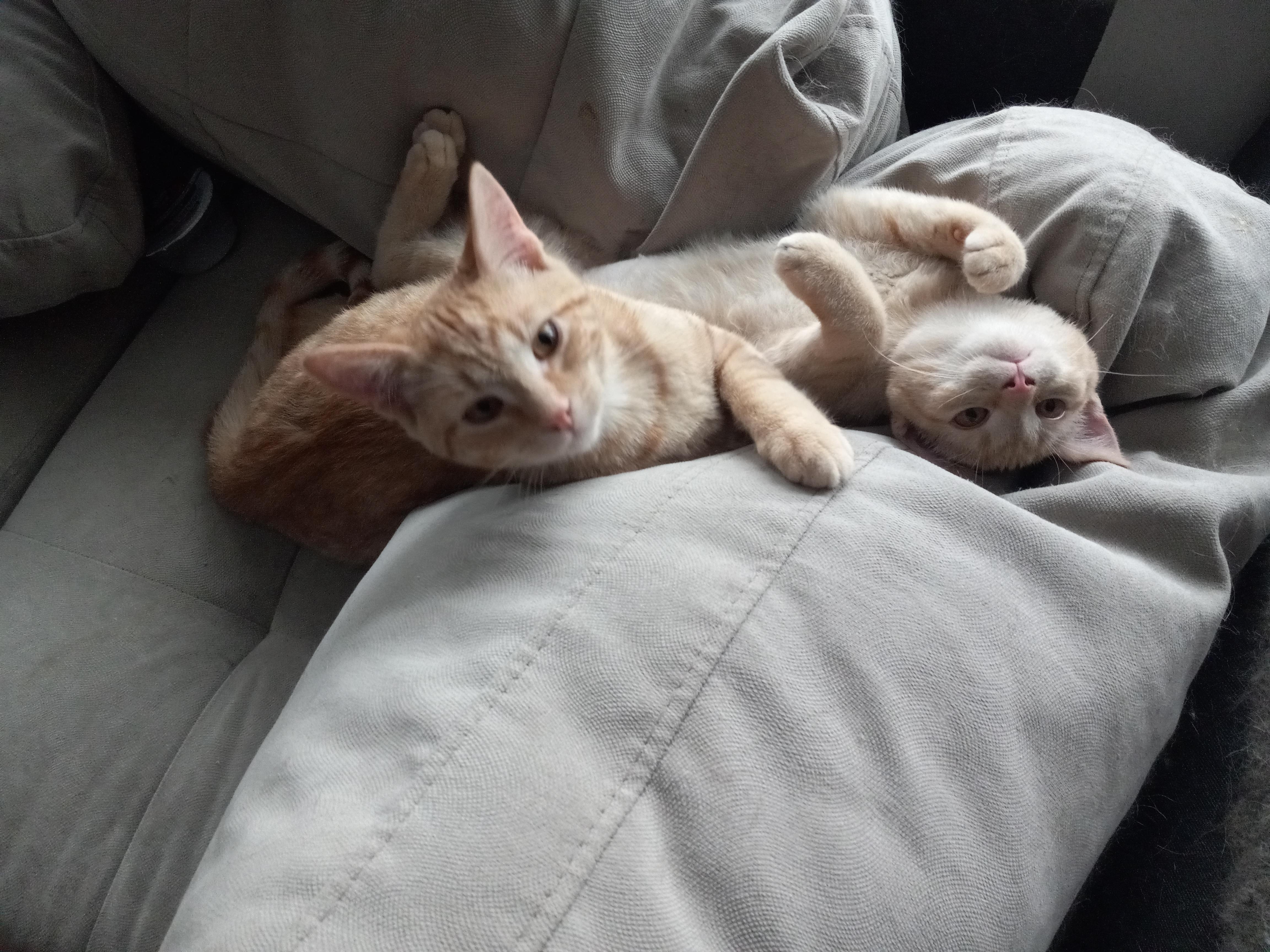 Fera, Adopted, Kitten Female Domestic Short Hair.