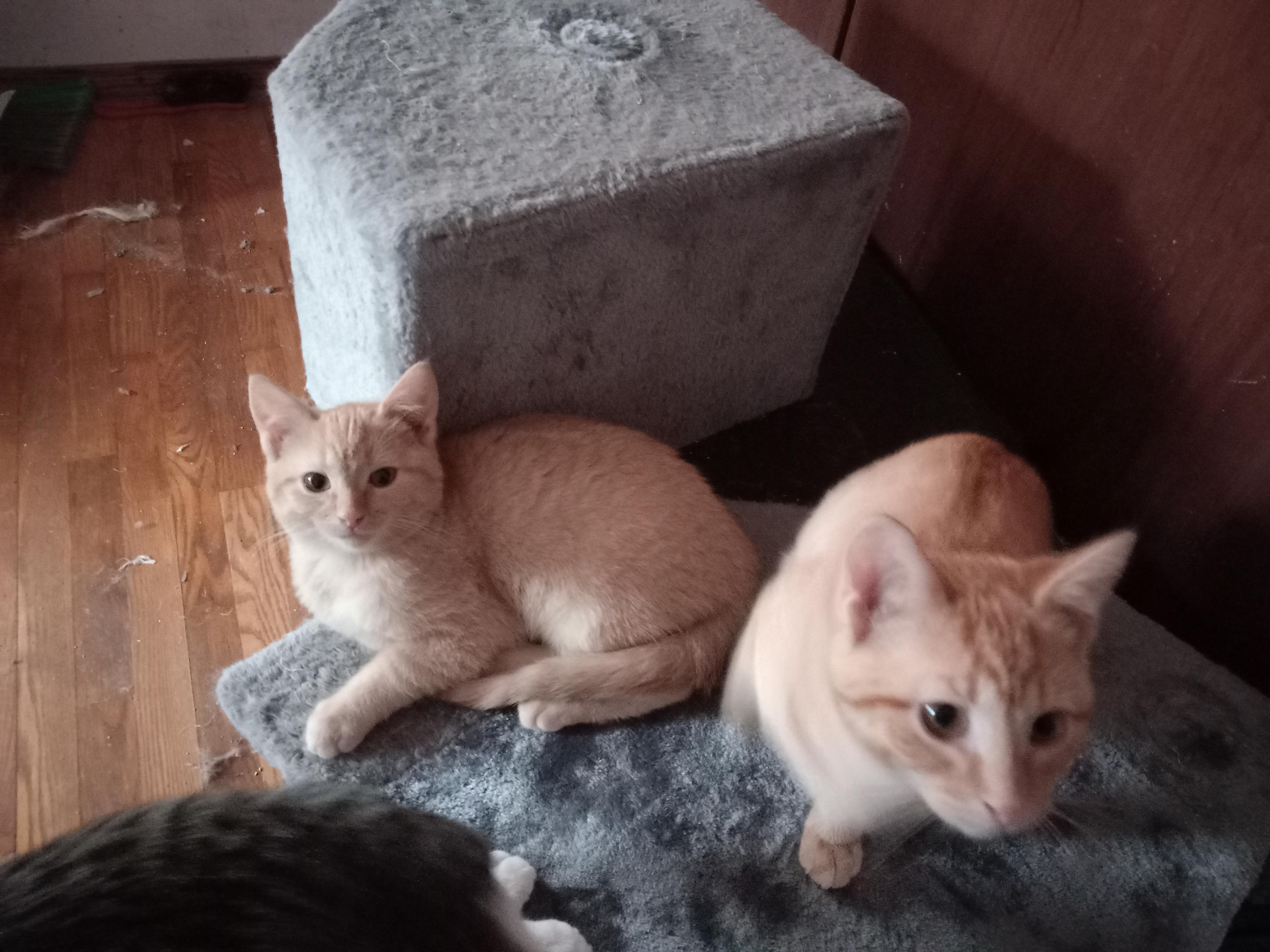 Enlarge Fera, a Adopted Domestic Short Hair in Midland, MI image 4/5