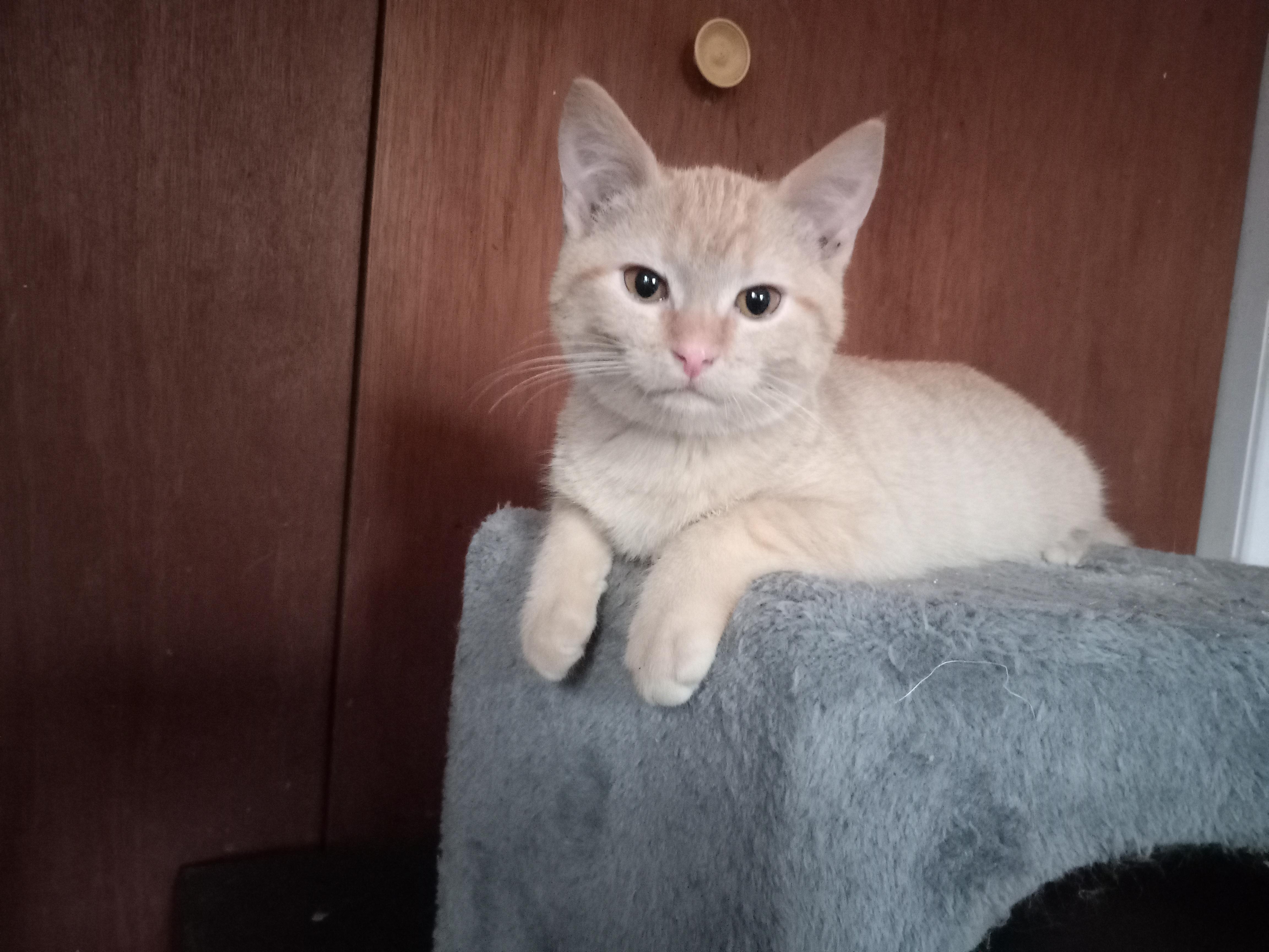 Enlarge Fera, a Adopted Domestic Short Hair in Midland, MI image 2/5