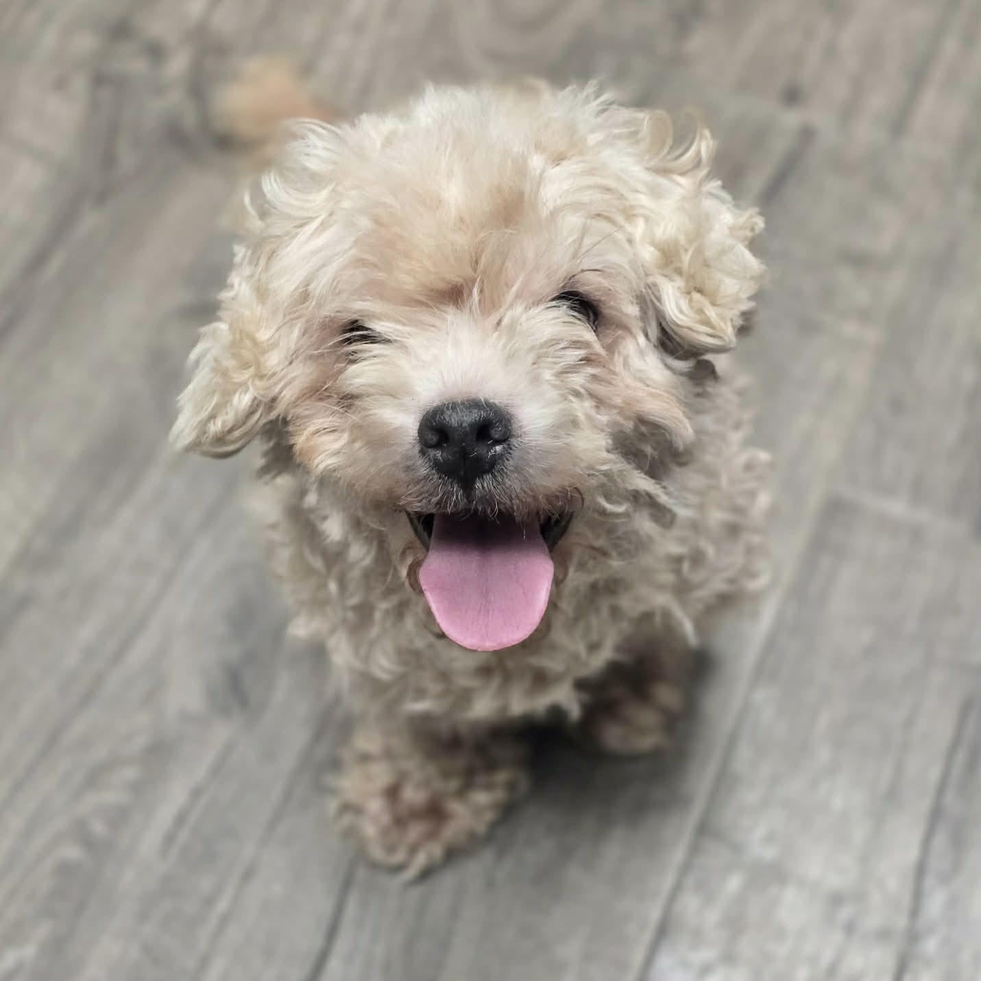 Enlarge Alfie, a ADOPTABLE mixed breed in Boulder, CO image 1/3