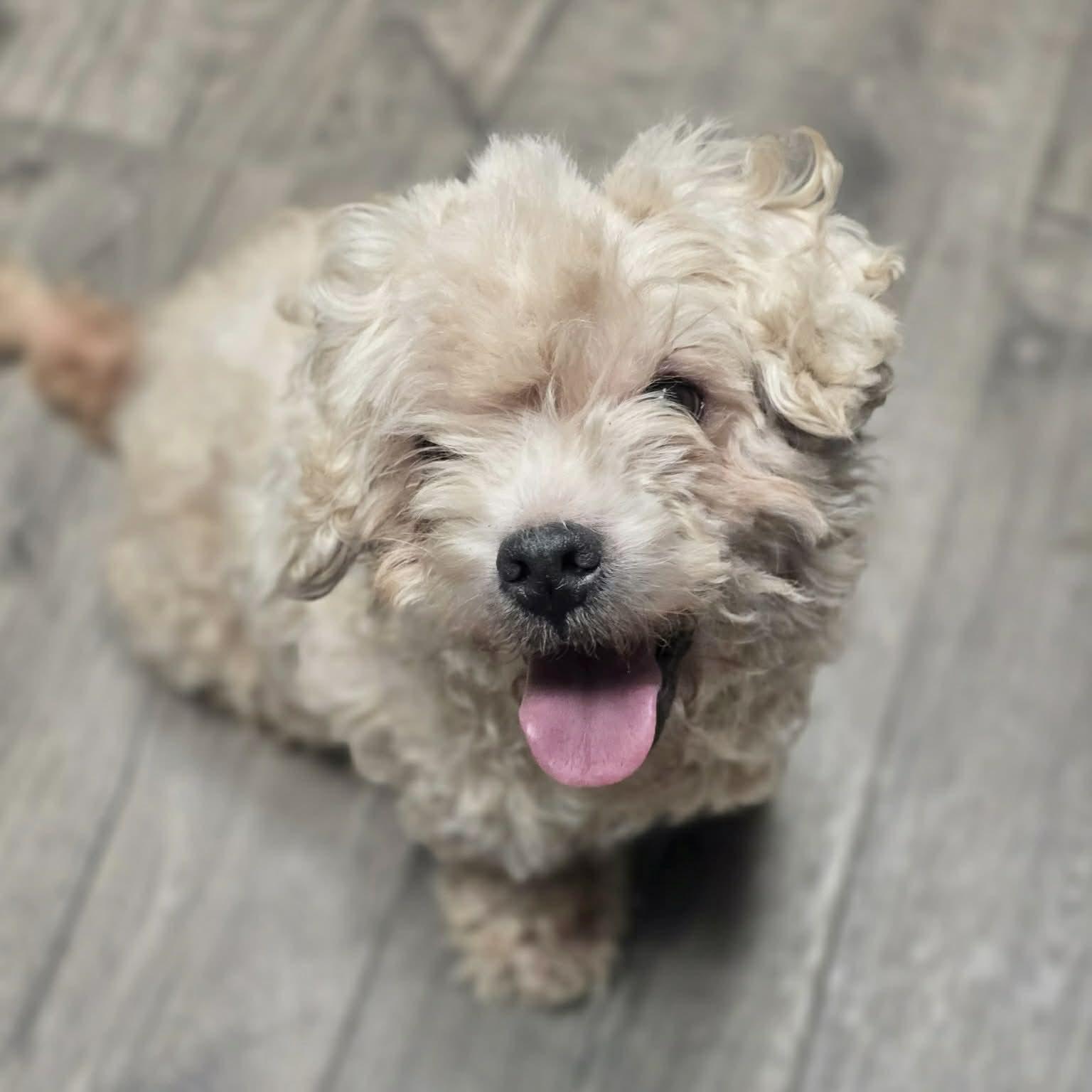 Enlarge Alfie, a ADOPTABLE mixed breed in Boulder, CO image 2/3