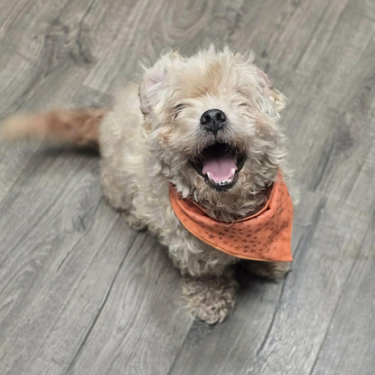 Enlarge Alfie, a ADOPTABLE mixed breed in Boulder, CO image 3/3