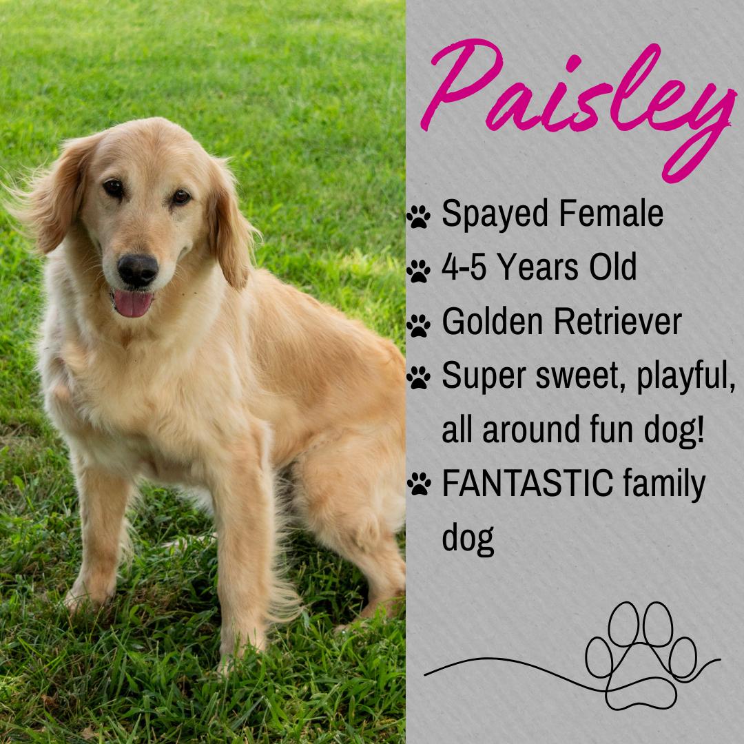 Paisley, adopted, Adult Female Golden Retriever.