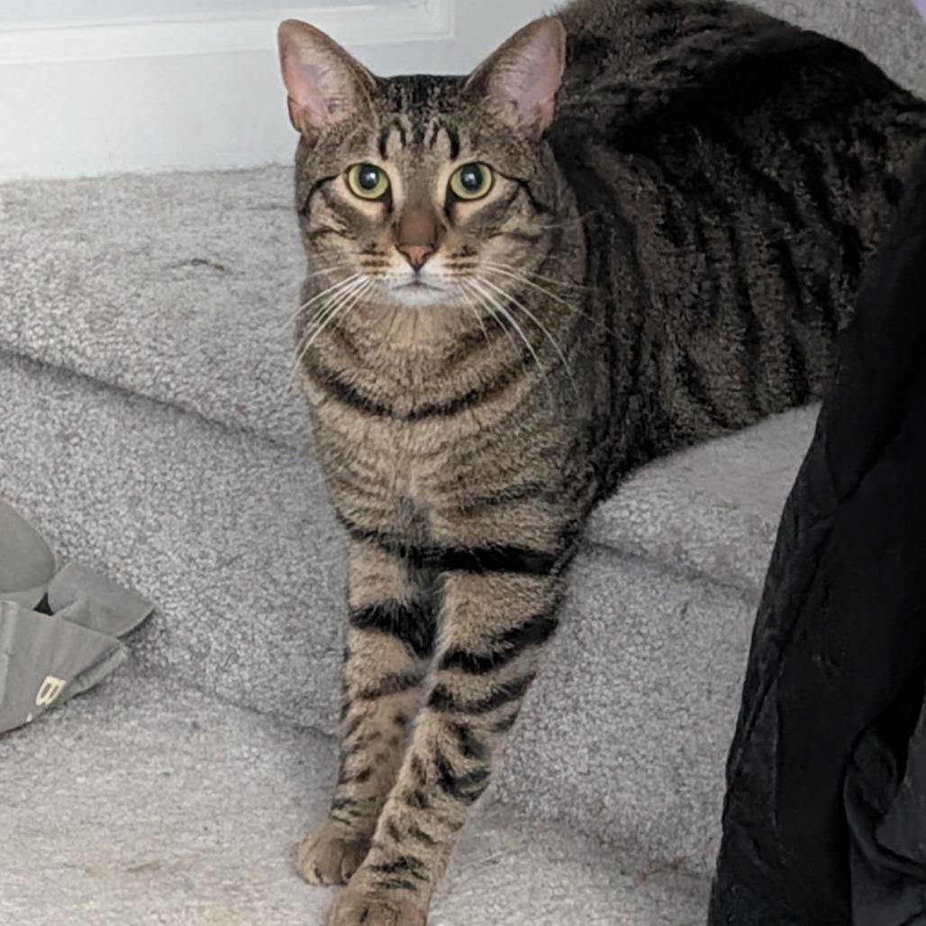 Enlarge Louis, a Adoptable Domestic Short Hair in Leander, TX image 1/4