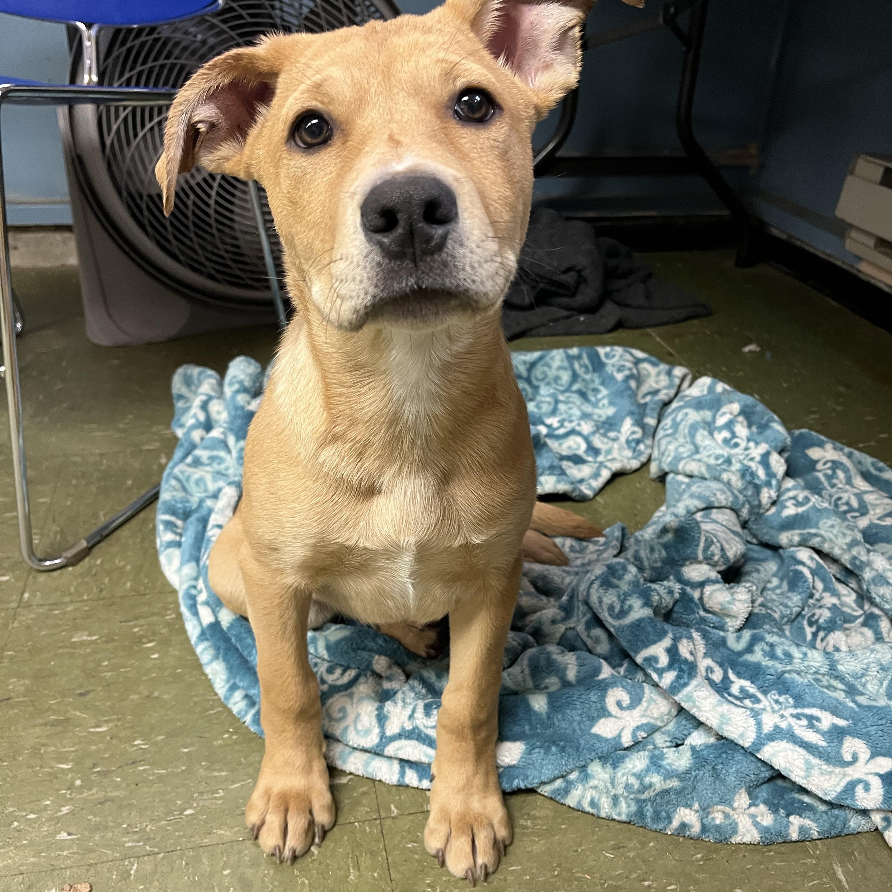 Enlarge Baby Rudy, an adopted mixed breed in Snoqualmie, WA image 5/6