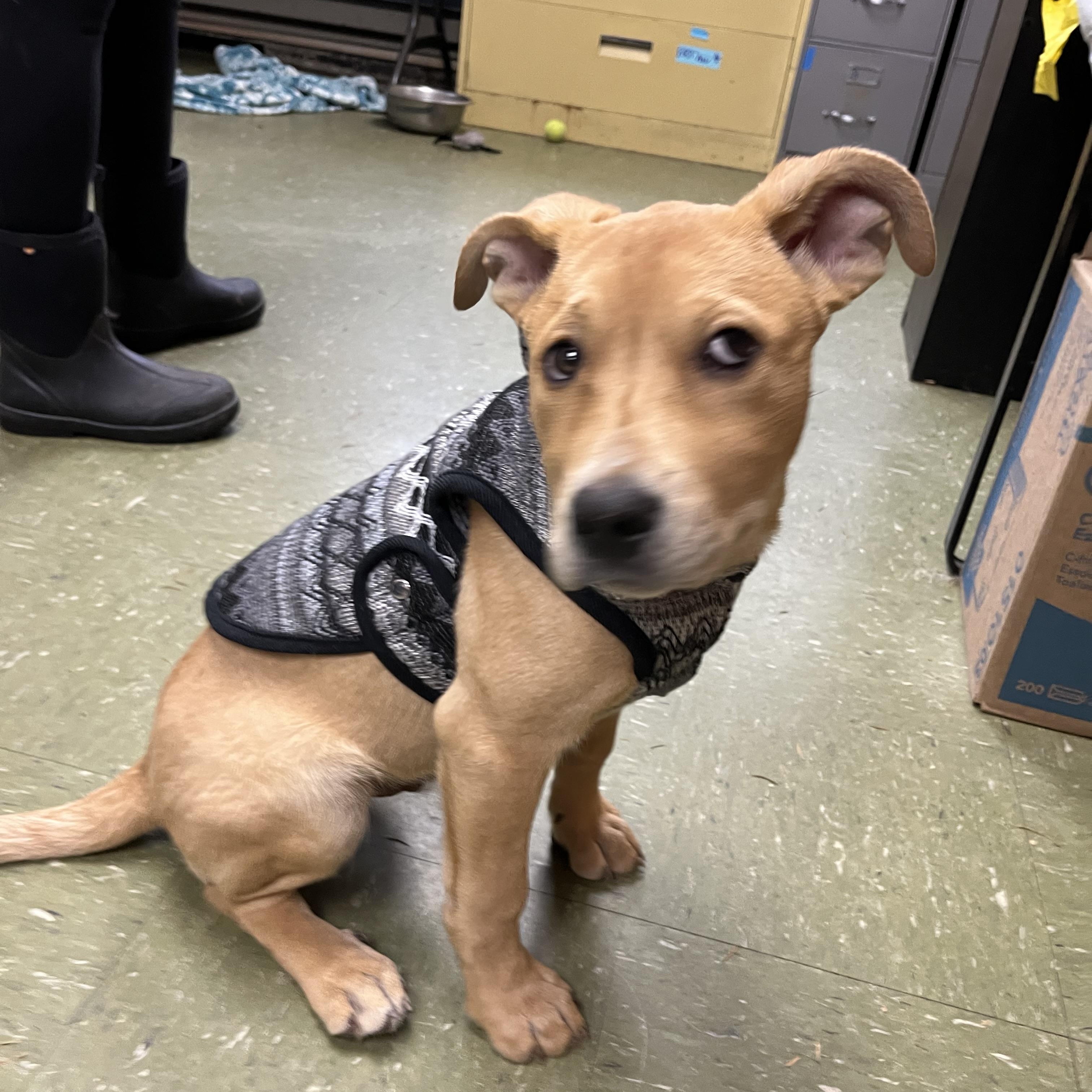 Enlarge Baby Rudy, an adopted mixed breed in Snoqualmie, WA image 1/6