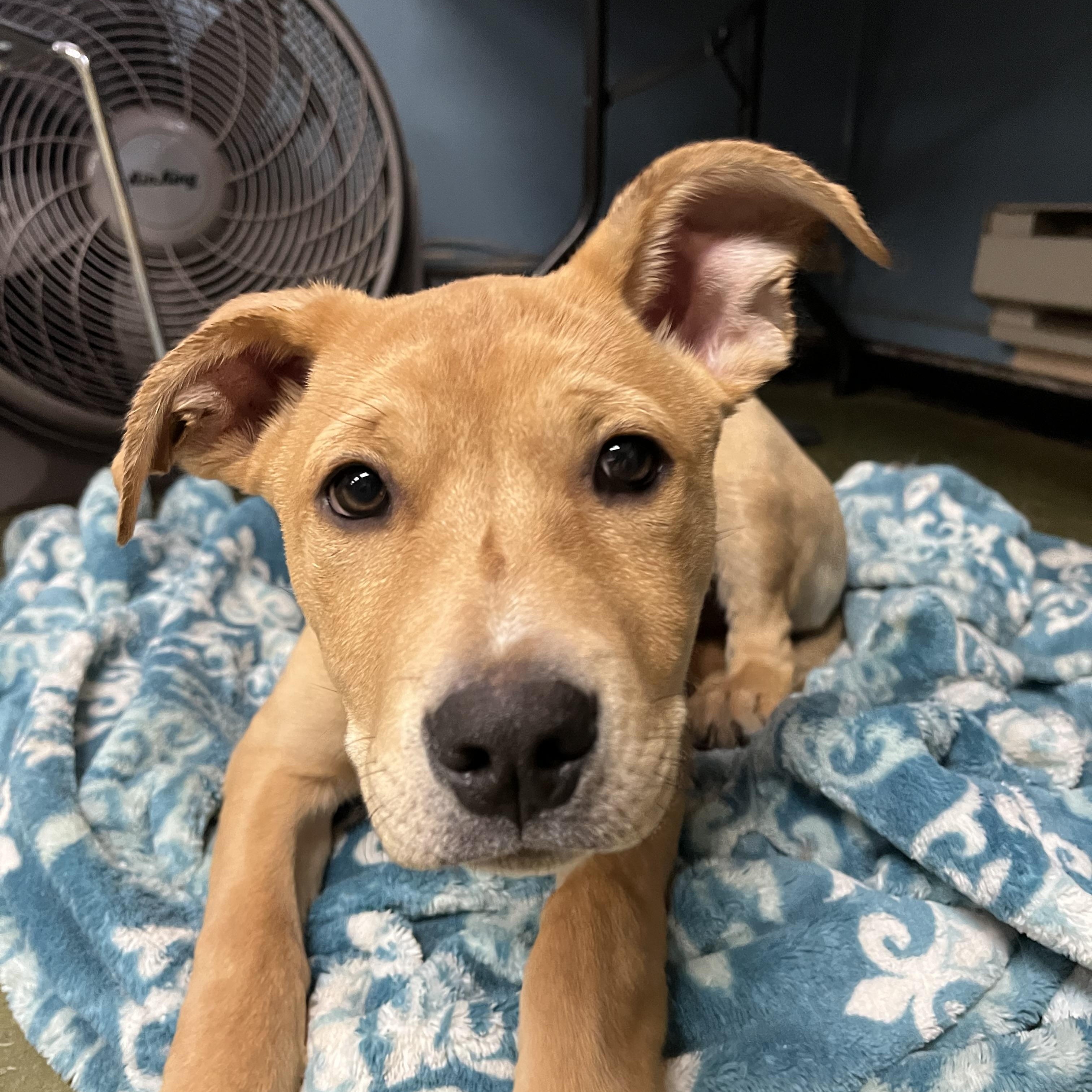 Enlarge Baby Rudy, an adopted mixed breed in Snoqualmie, WA image 6/6