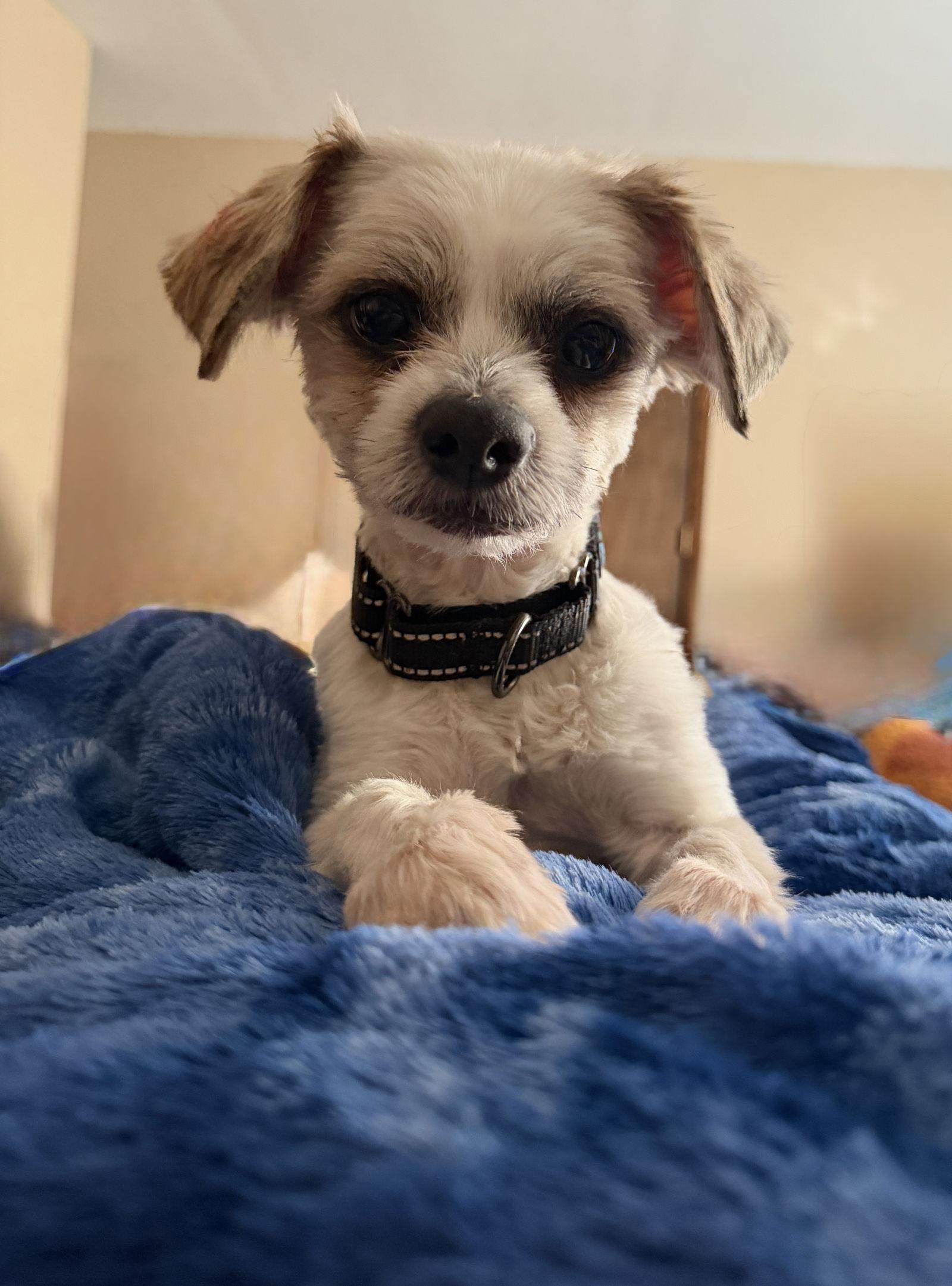 Enlarge Leonardo, a Adoptable mixed breed in Omaha, NE image 1/3