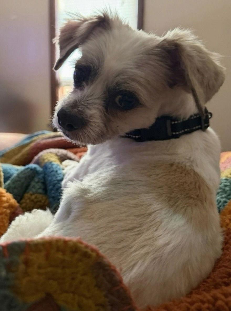 Enlarge Leonardo, a Adoptable mixed breed in Omaha, NE image 2/3