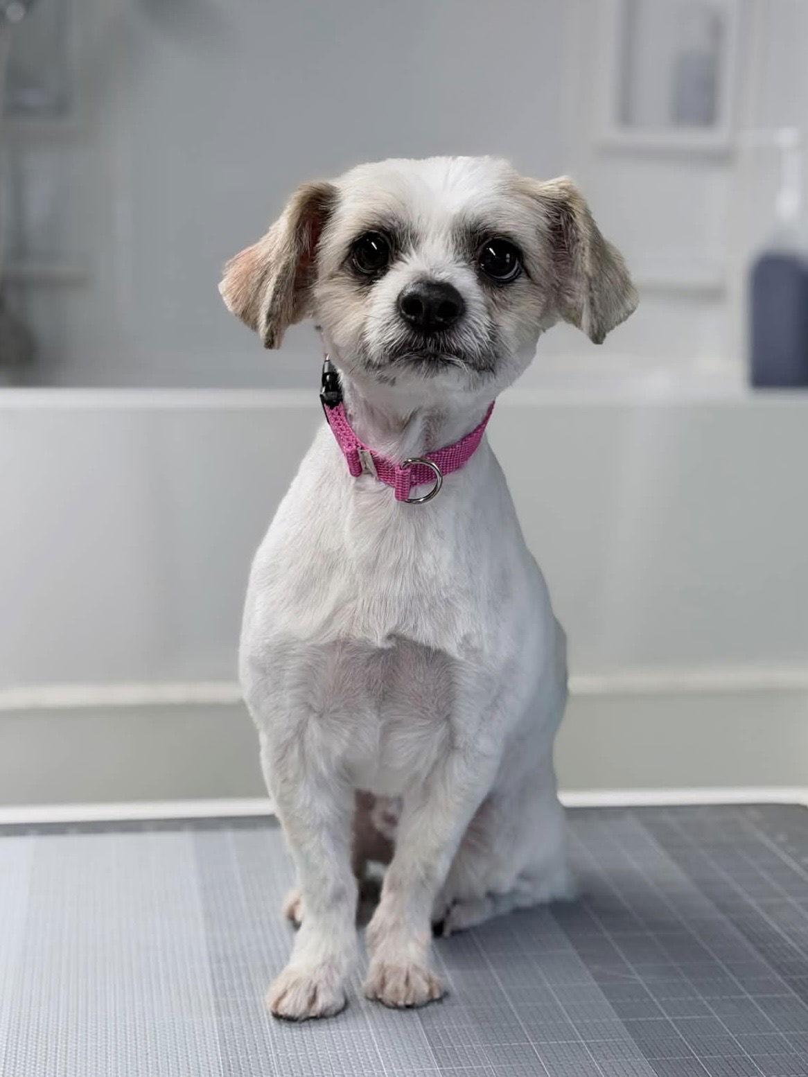 Enlarge Leonardo, a Adoptable mixed breed in Omaha, NE image 3/3