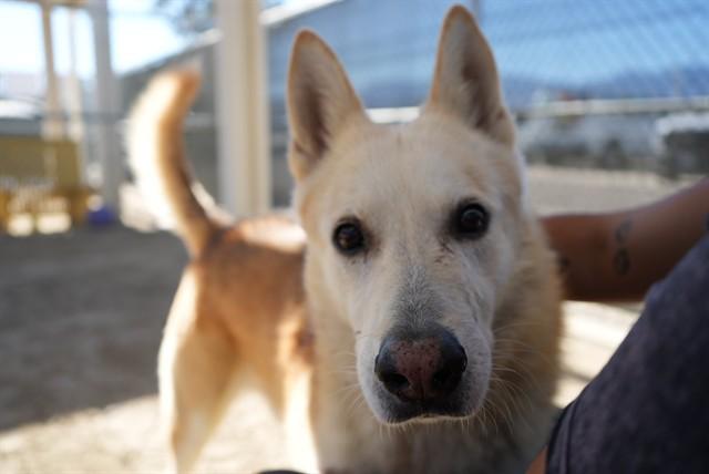 WALTER, Adoptable, Adult Male Siberian Husky.